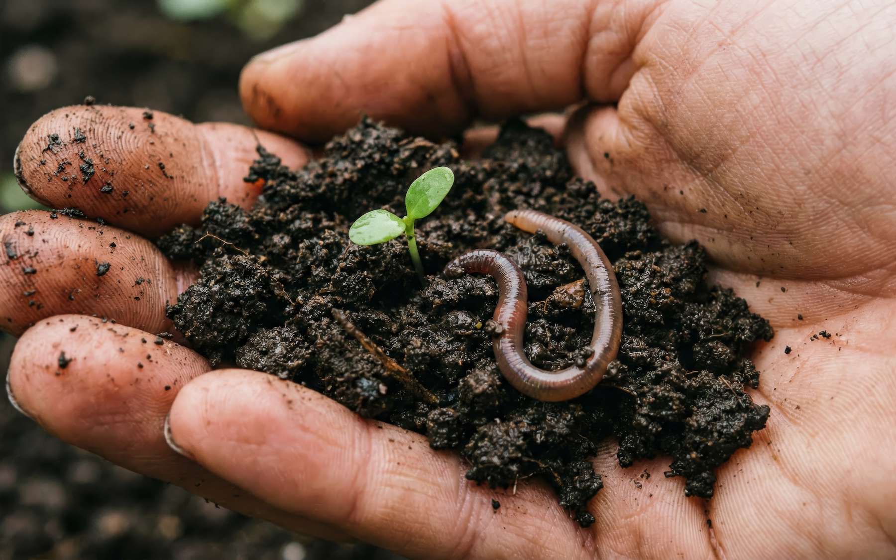 Les experts révèlent l'état des sols européens : « l'impact est majeur sur la biodiversité souterraine » dans 70 % des cas
