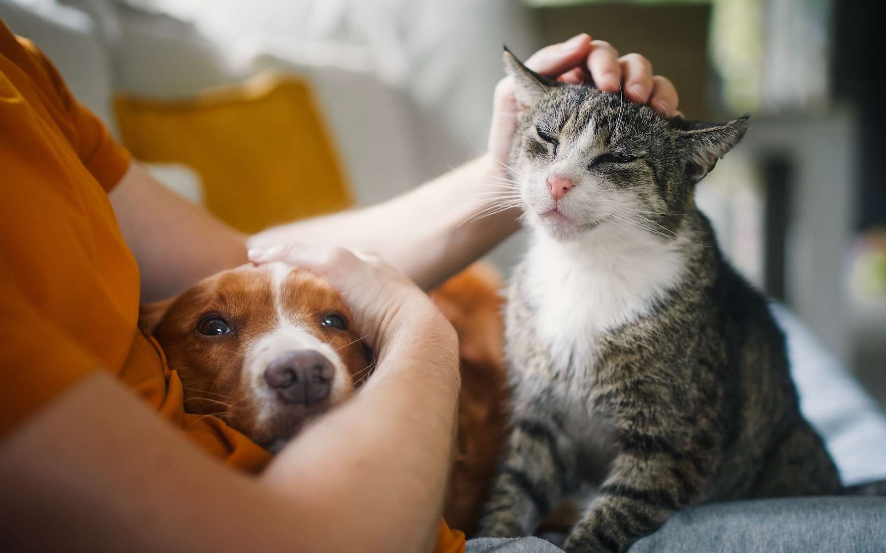 « Comme un membre de la famille » : n'attendez pas qu'il soit trop tard pour découvrir les obsèques pour animaux