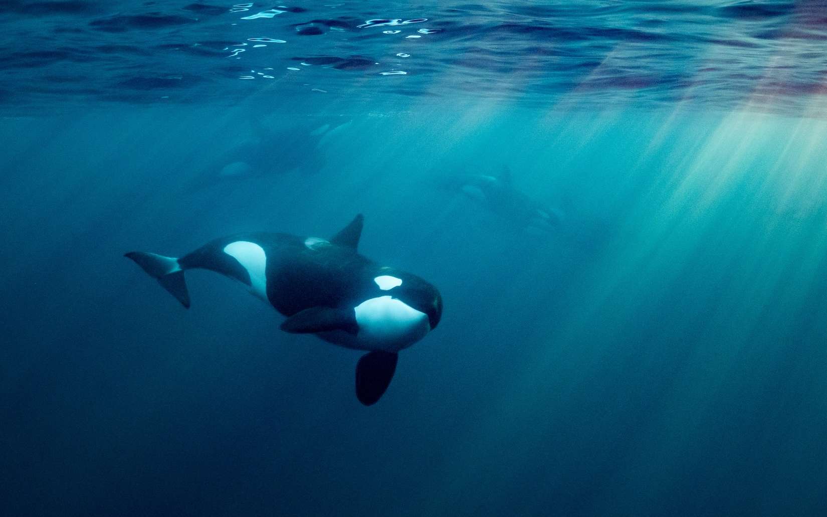 Ces orques pulvérisent un poisson-lune à pleine vitesse : ce qui se passe juste après surprend les scientifiques