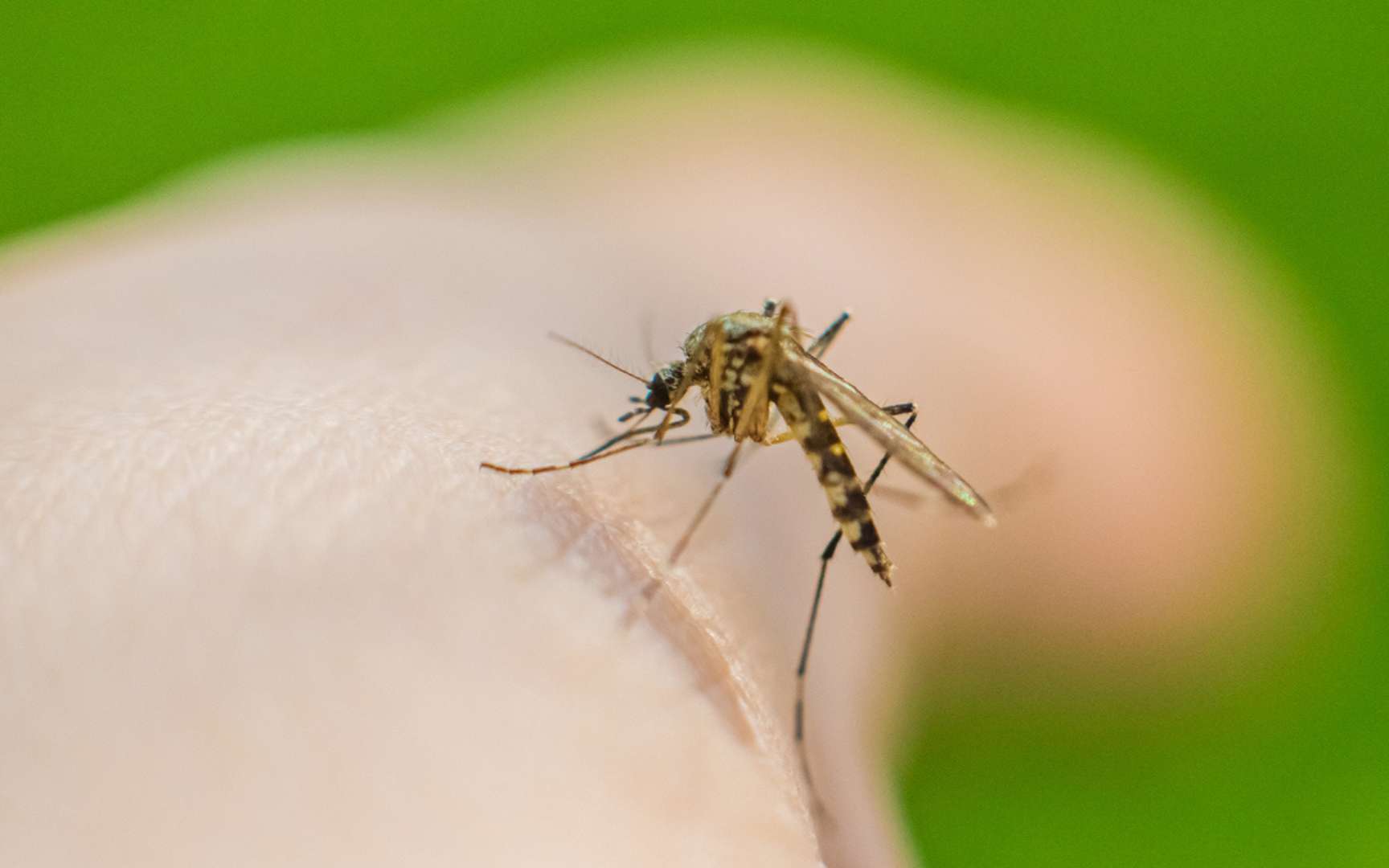 Moustiques : on sait enfin pourquoi ils piquent certaines personnes plus que d'autres