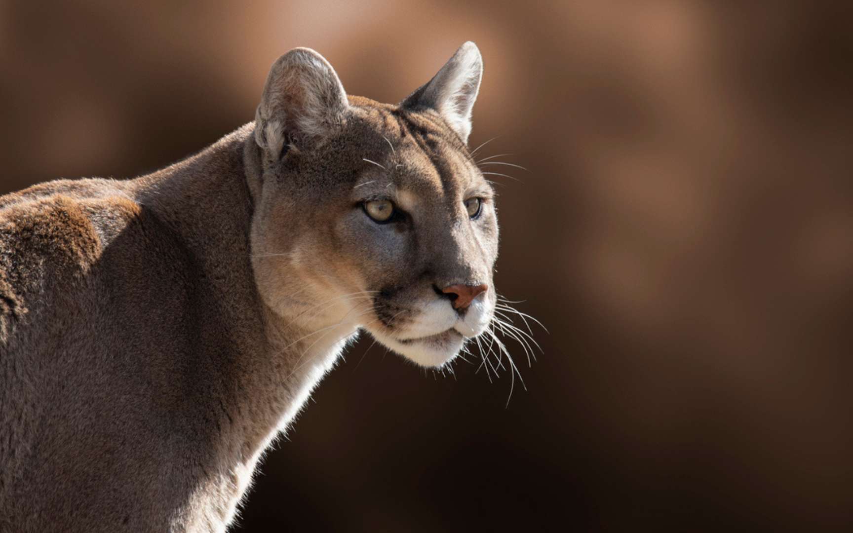 Ils étudiaient la restauration d'un parc, ils ont découvert des pumas mangeurs de manchots