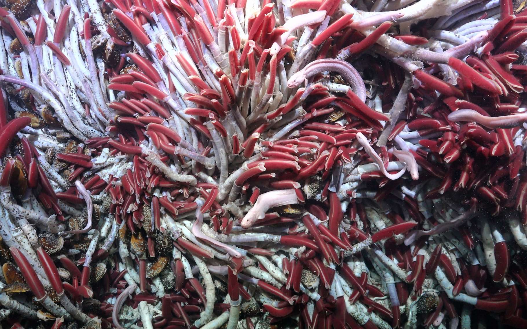 Des vers géants découverts sous l’océan : les scientifiques n’en reviennent pas