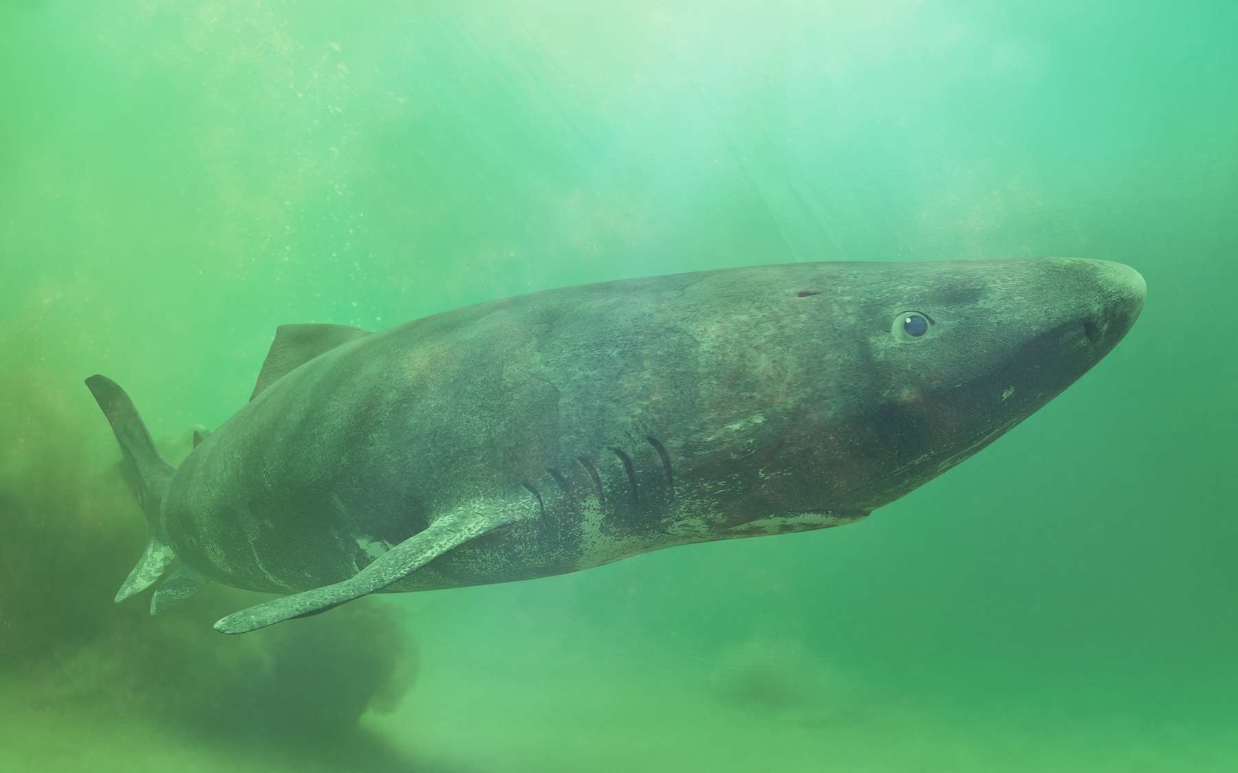 Derrière le requin de 400 ans, une découverte scientifique majeure sur la longévité