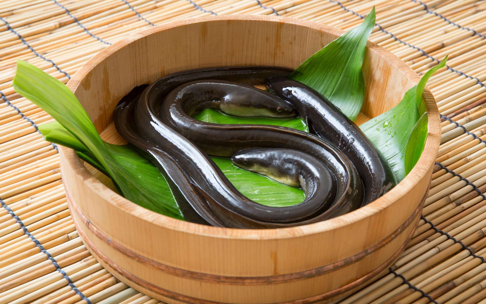 Patient bizarre : hospitalisé en urgence, il s’était introduit une anguille (qui avait commencé à grignoter ses intestins) !