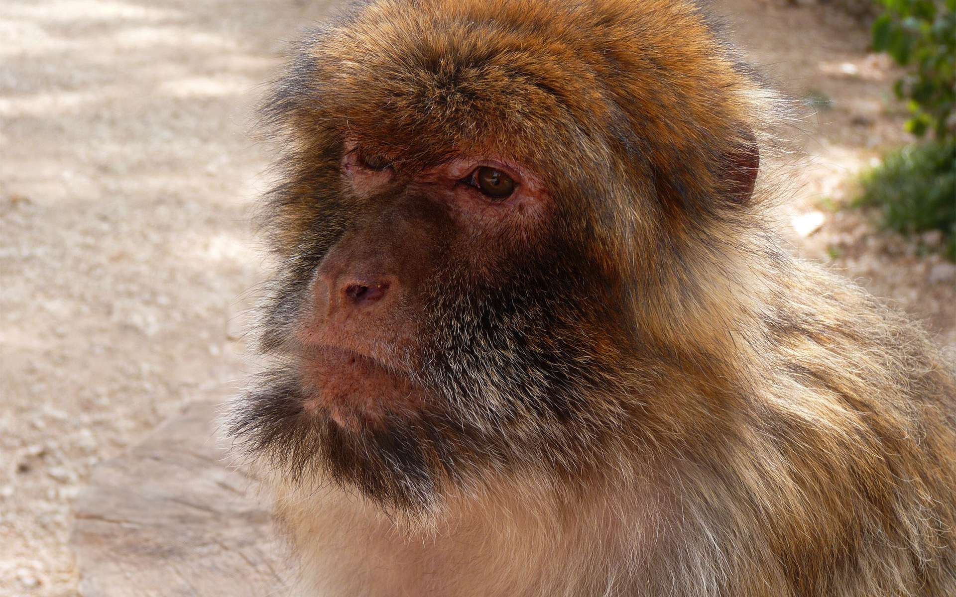 Menacés de disparition, ces singes ont trouvé un refuge inattendu en France