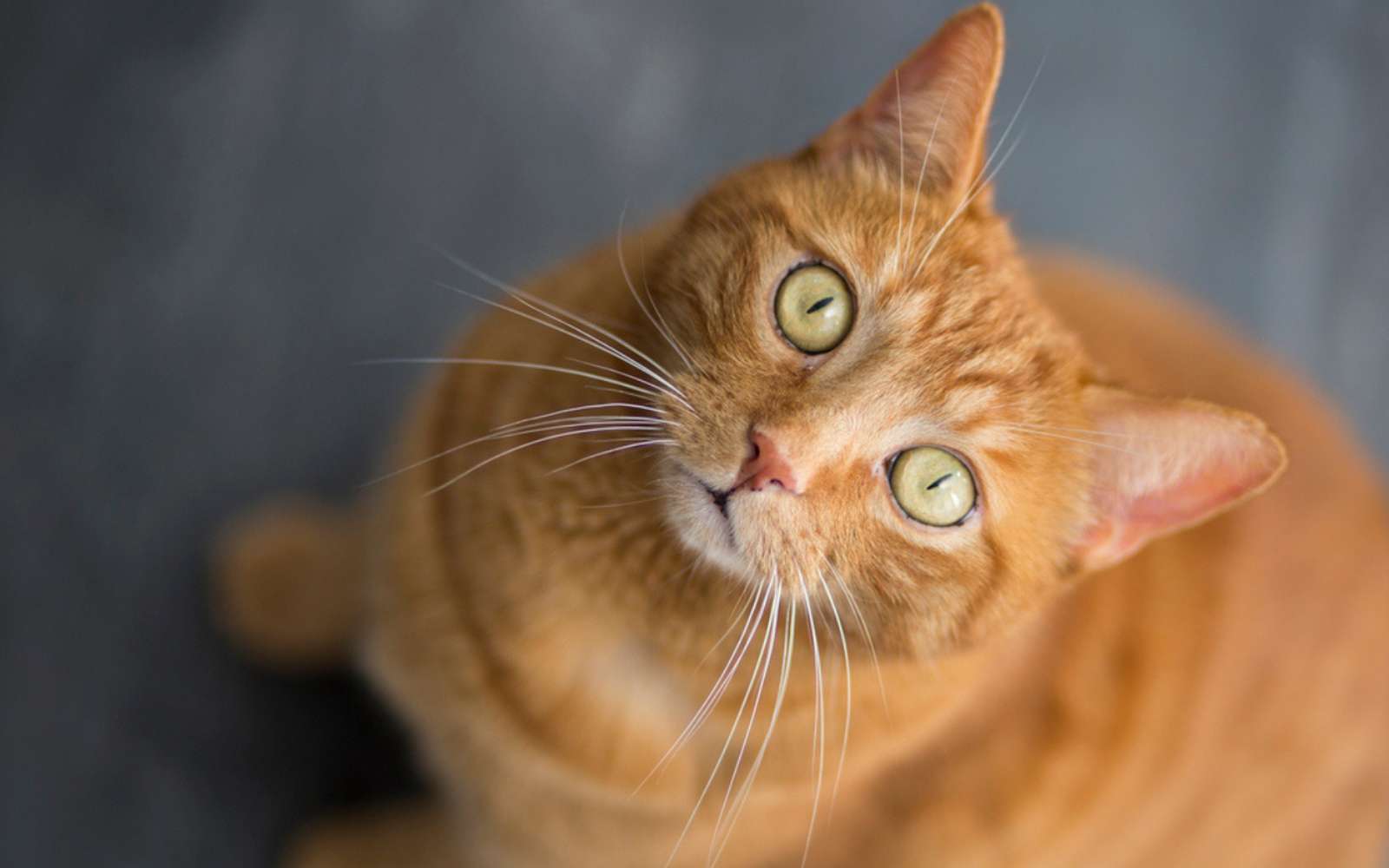 Quatre fois plus vite qu'un bébé : voici ce que des chercheurs ont découvert sur le cerveau des chats
