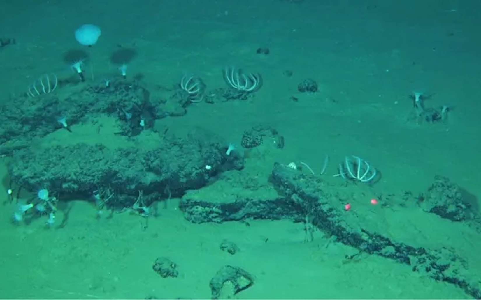 Cette découverte révèle le plus grand « cimetière » de baleines connu, vieux de plusieurs millions d'années !