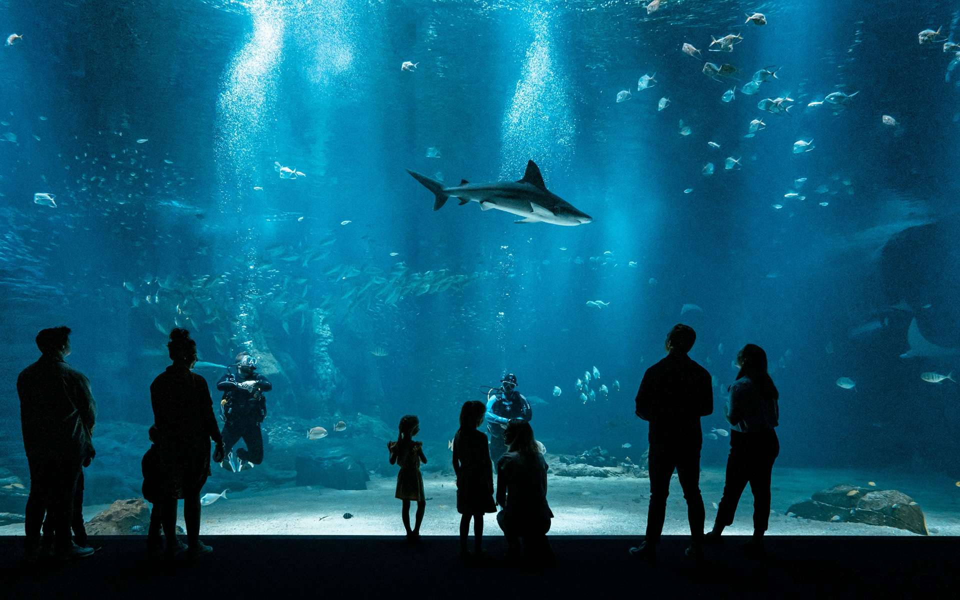 Nausicaá : l'aquarium qui défie les clichés pour protéger le vivant