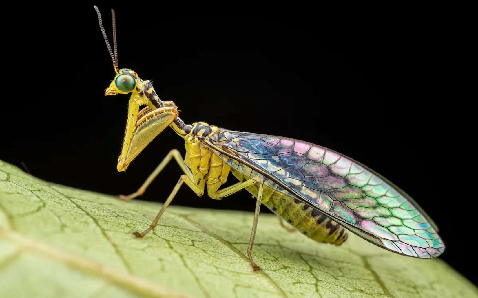 Araignées bleues, papillons à plumes... cette région d'Afrique cachait un monde presque inconnu