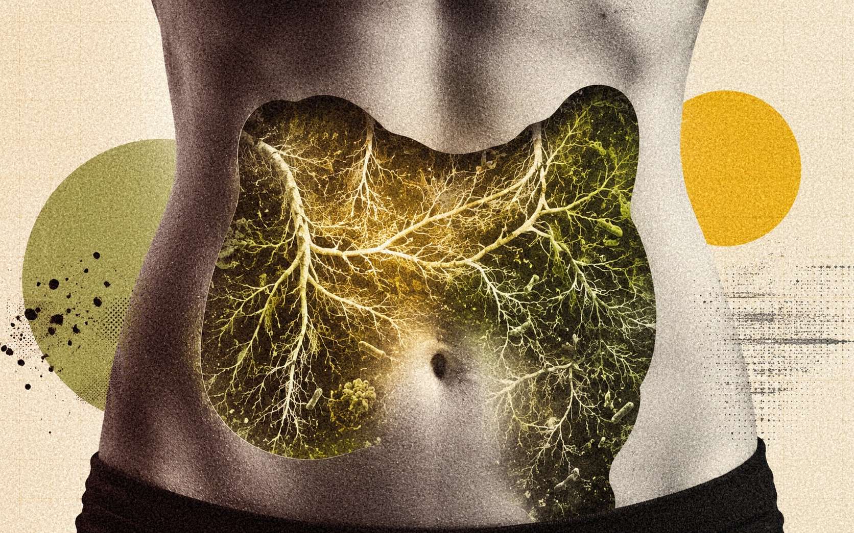 Notre intestin garde la trace invisible de l'agriculture moderne : ce que cela change pour votre santé