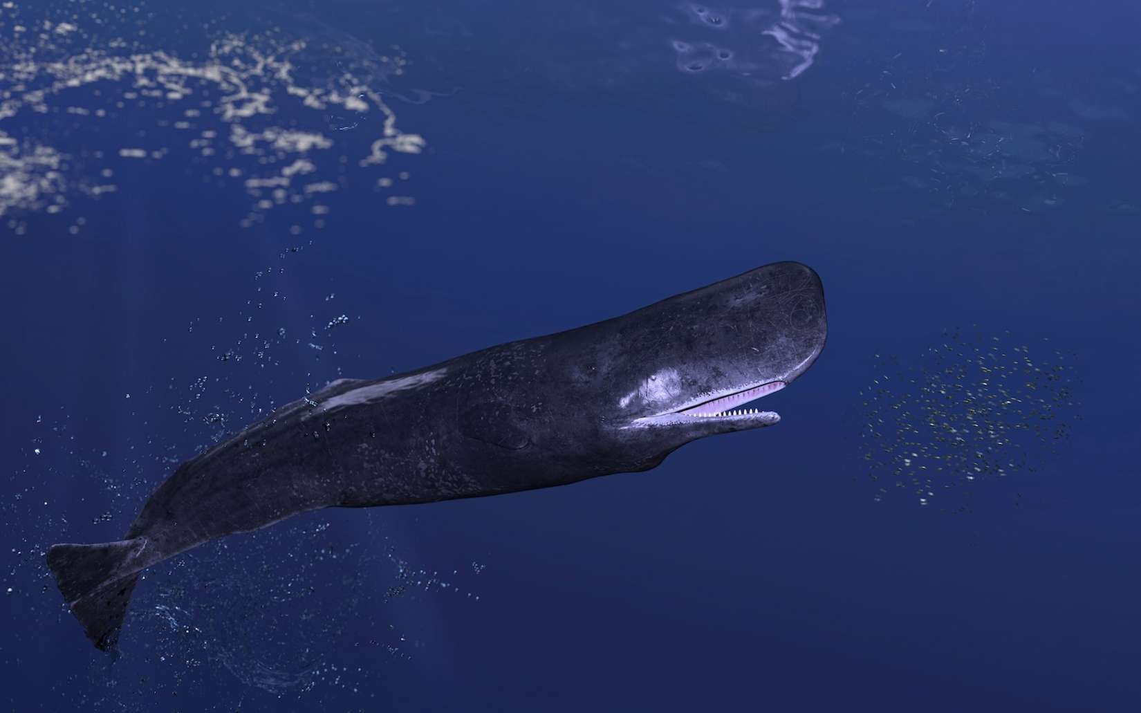 Les cachalots produiraient aussi des voyelles, une découverte qui relance sérieusement la question du langage animal