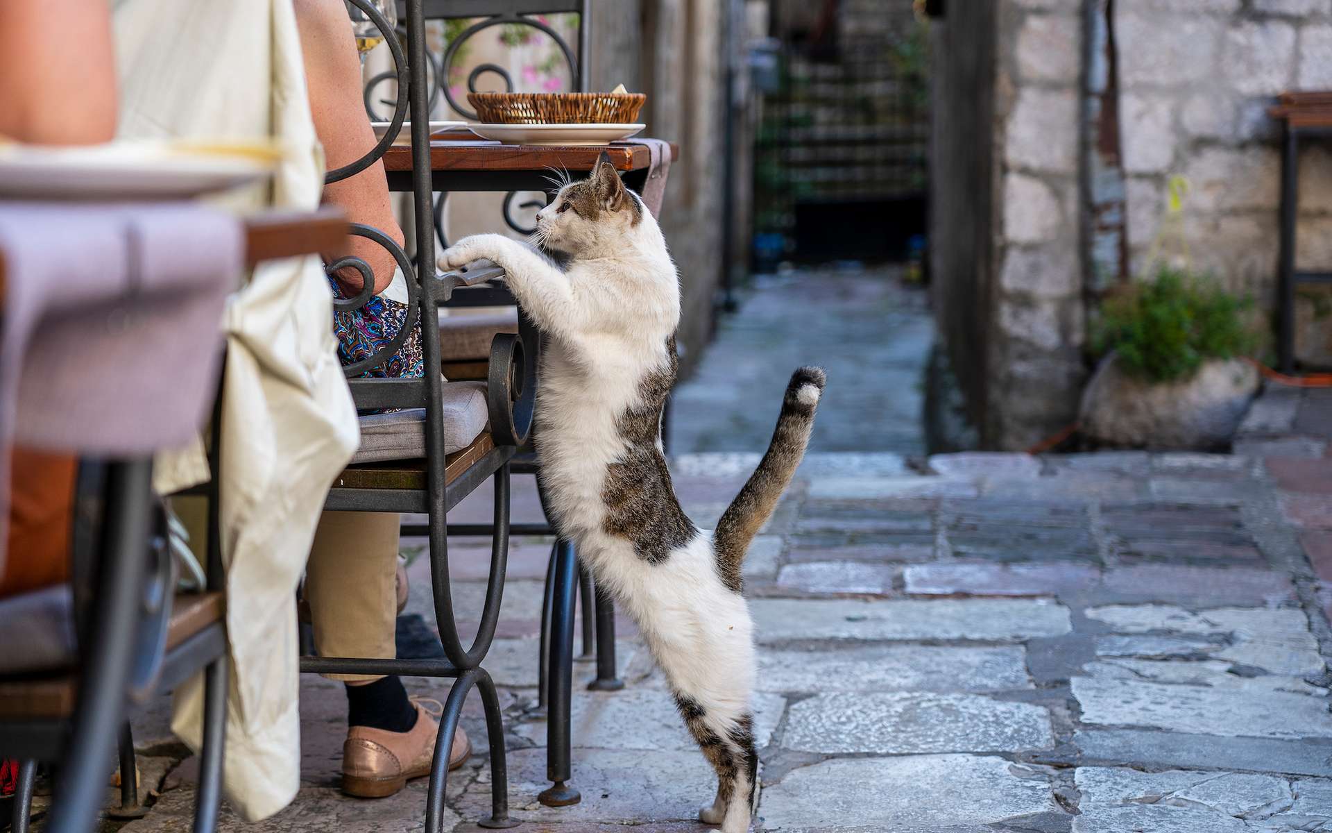 Pourquoi laisser son chat sortir n'est pas sans risque pour toute la famille