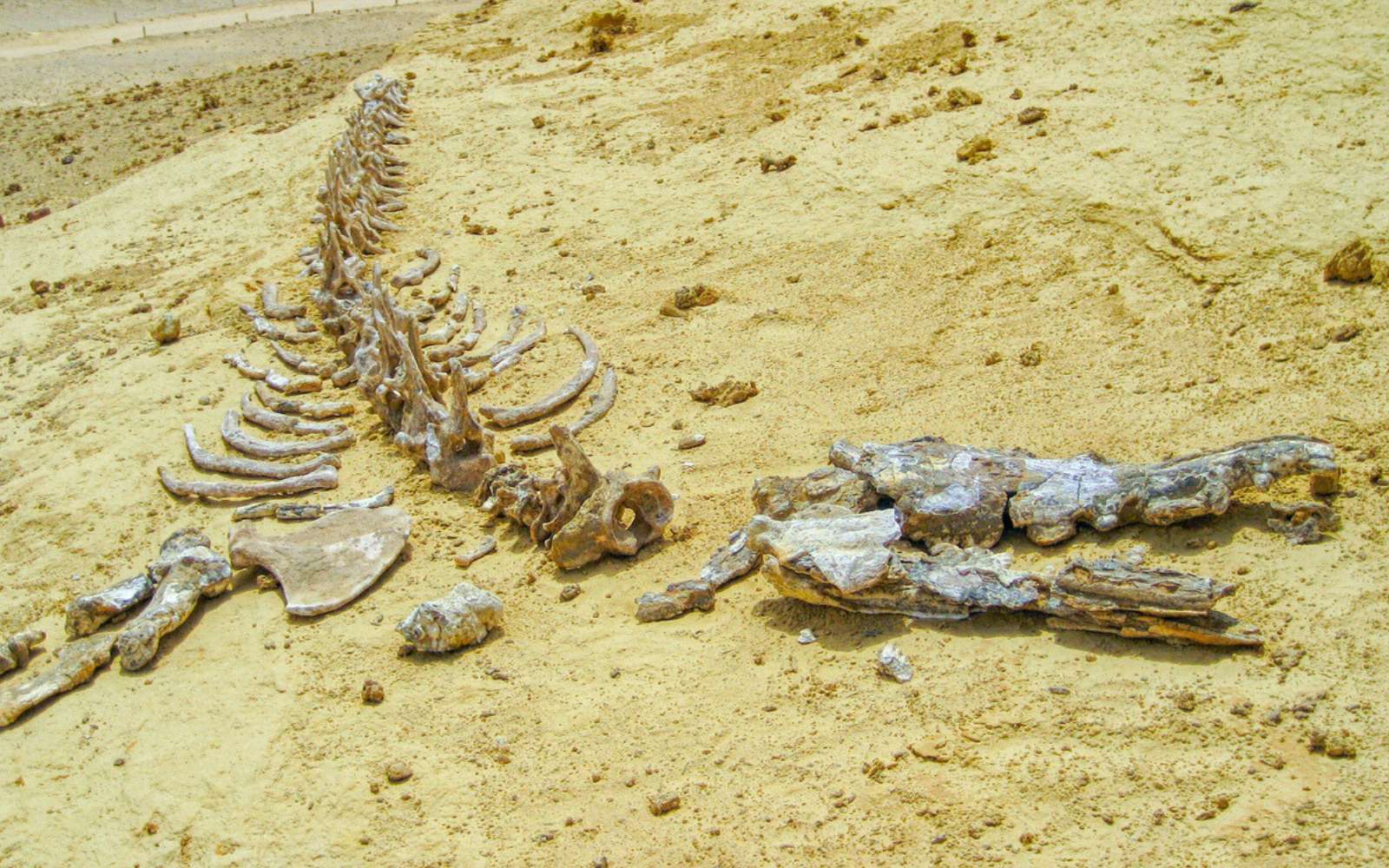 Pourquoi des baleines ont-elles été retrouvées au milieu du désert égyptien ?