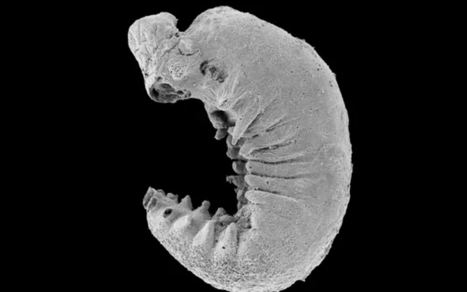 Incroyable : ce cerveau vieux de 500 millions d’années change ce que l’on croyait savoir sur l’évolution