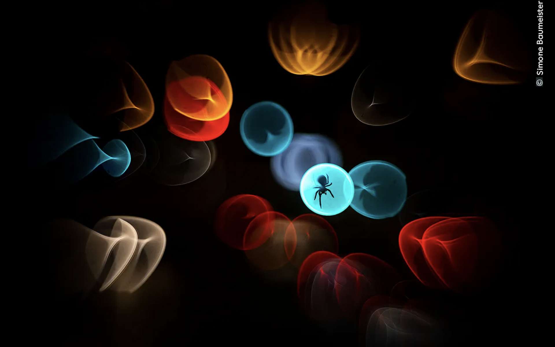 La photo de la semaine : l'image presque irréelle qui réconcilie avec les araignées