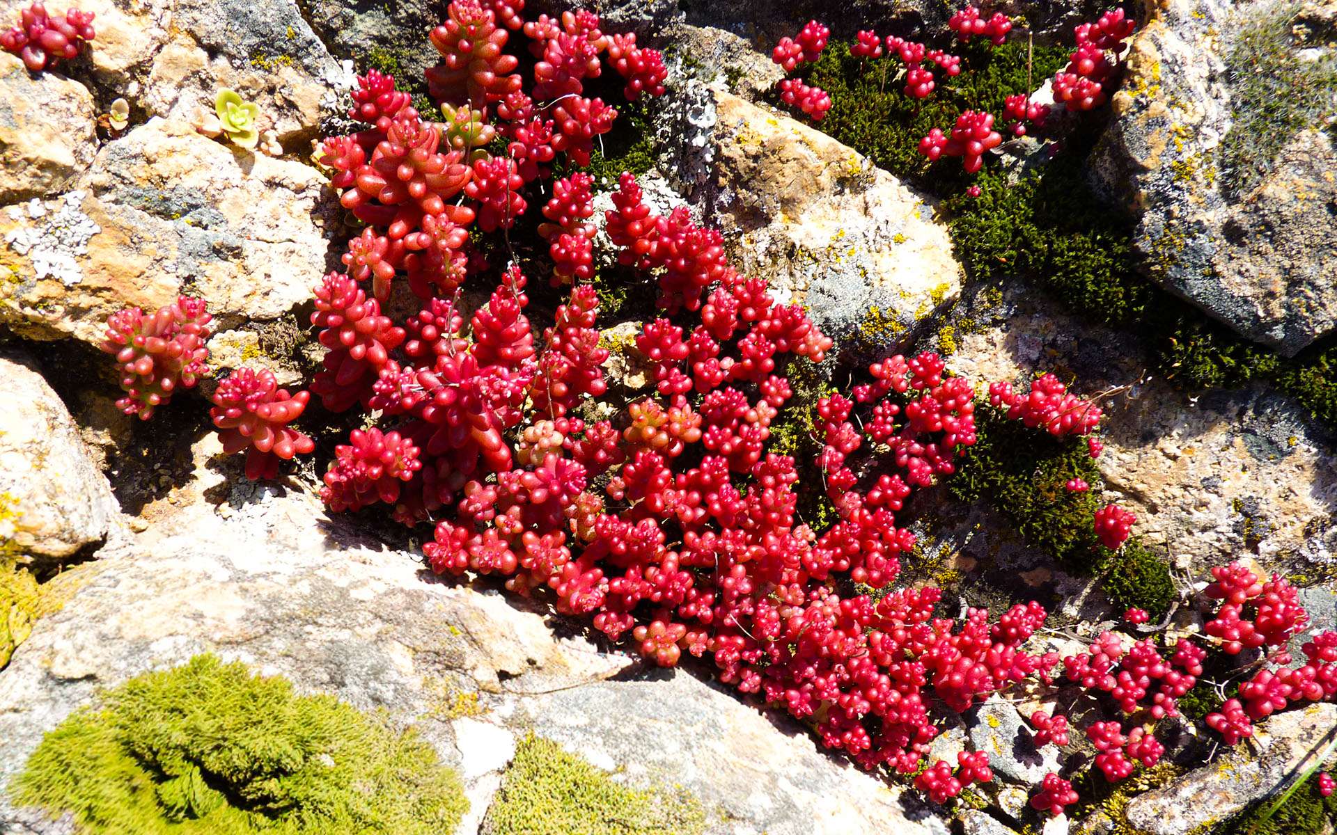 Le spectacle est saisissant : cette plante fait rougir la montagne