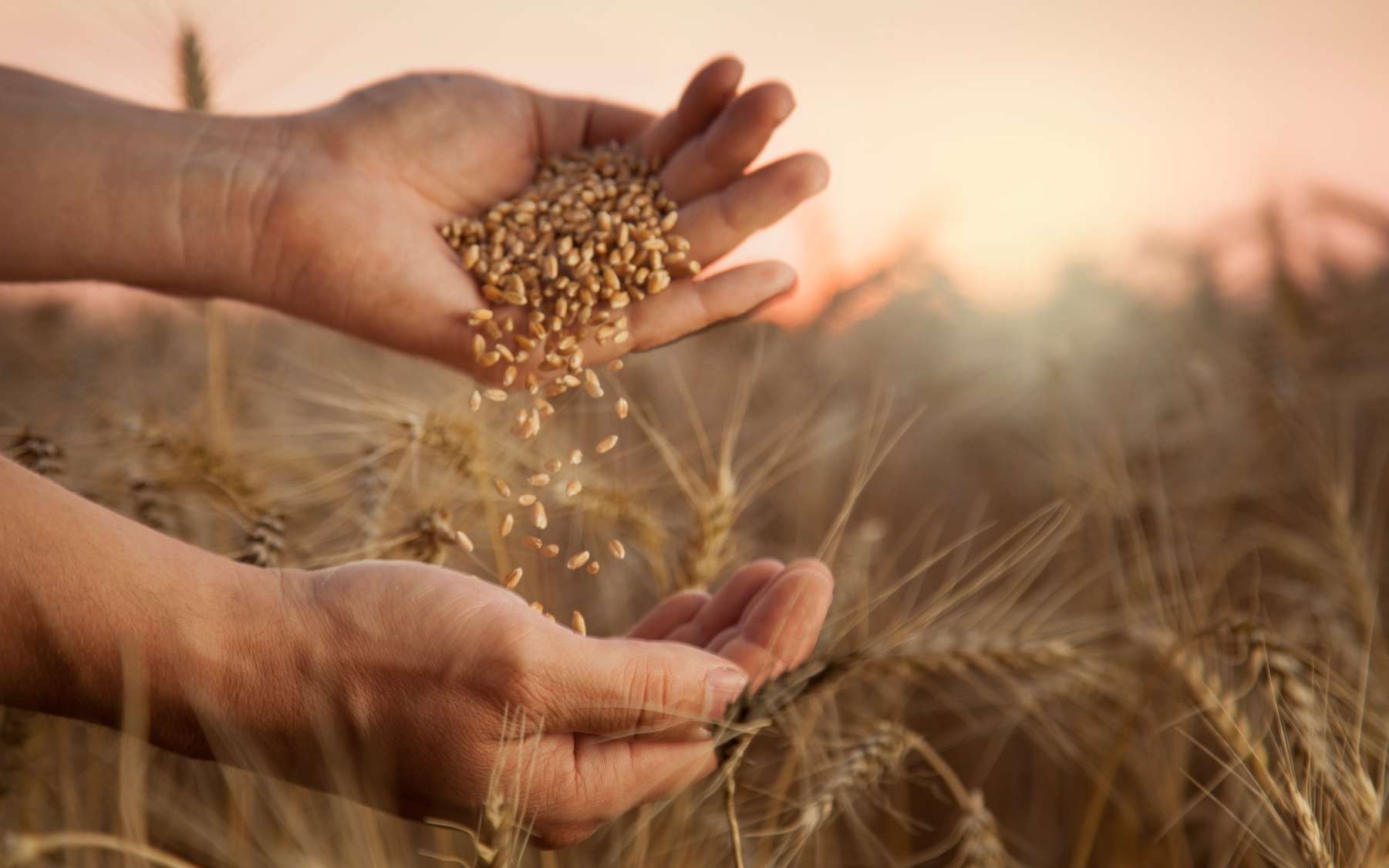De l'épuisement à la résilience : l'agriculture en pleine mutation