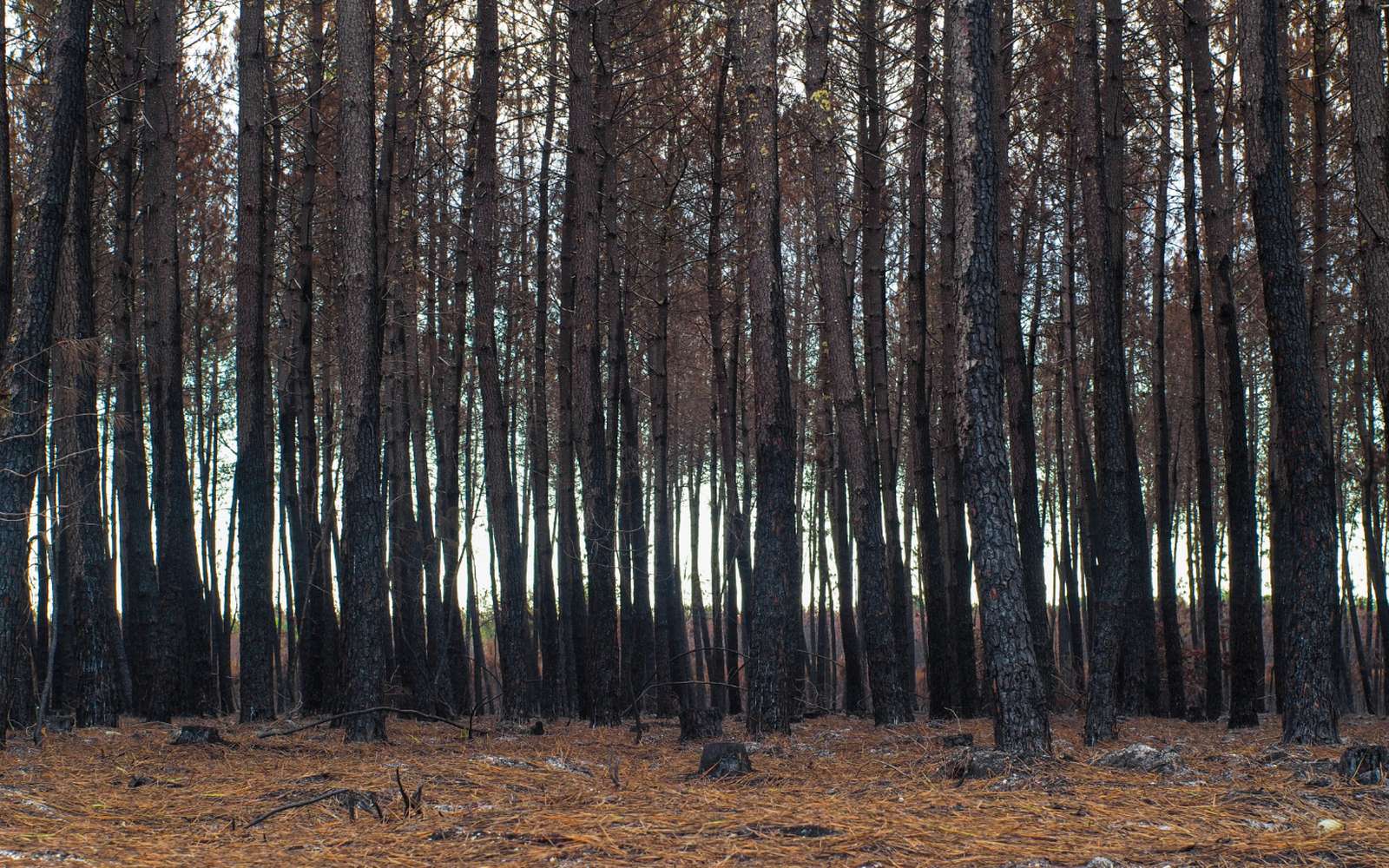 « Et si c'était la dernière fois ? » : ce que j'ai vécu de près à quelques kilomètres du feu de Saumos