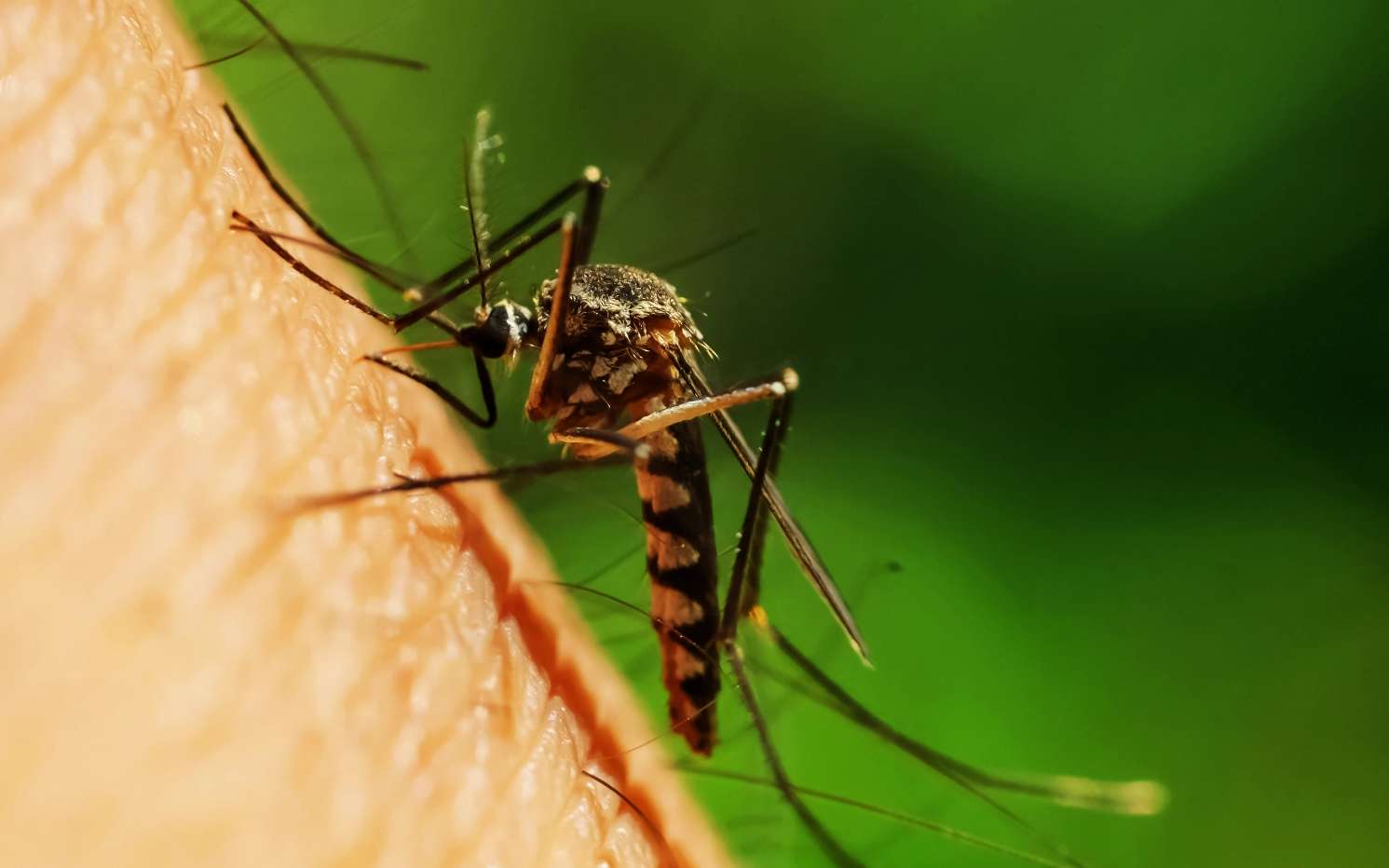 Moustique-tigre : les chercheurs dévoilent jusqu'où il pourrait remonter en France dans les prochaines années