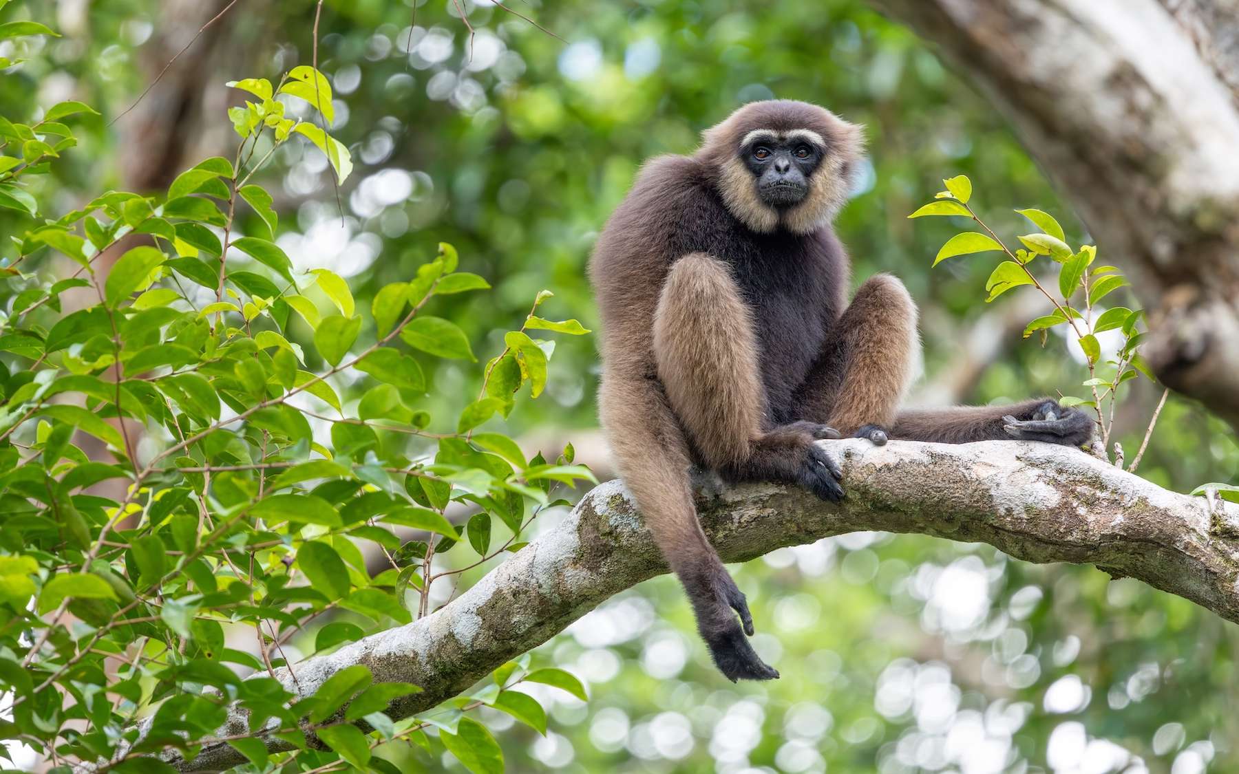 Il veut sauver Bornéo sans donner de leçons : la méthode Kalaweit bouscule l'écologie classique