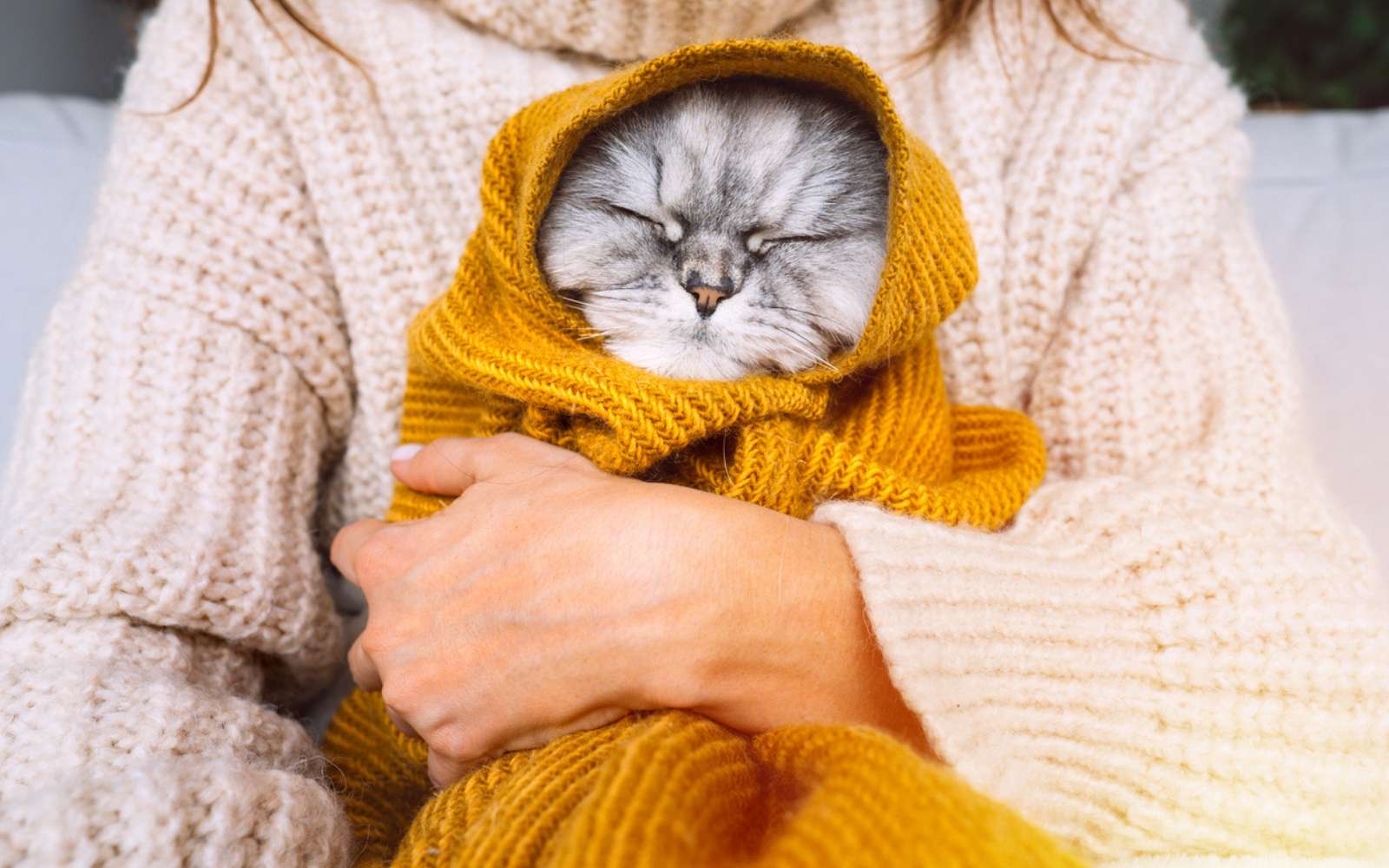 À partir de quelle température le froid devient-il dangereux pour votre chat ?