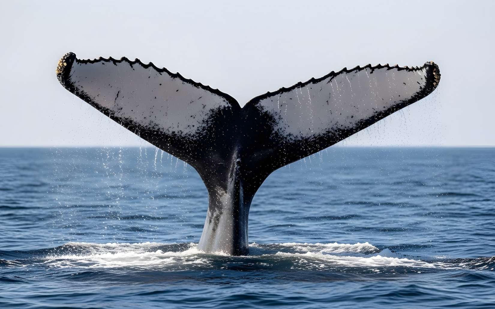 Stupeur chez les chercheurs : une même baleine identifiée à 22 ans d'écart révèle un voyage absolument vertigineux
