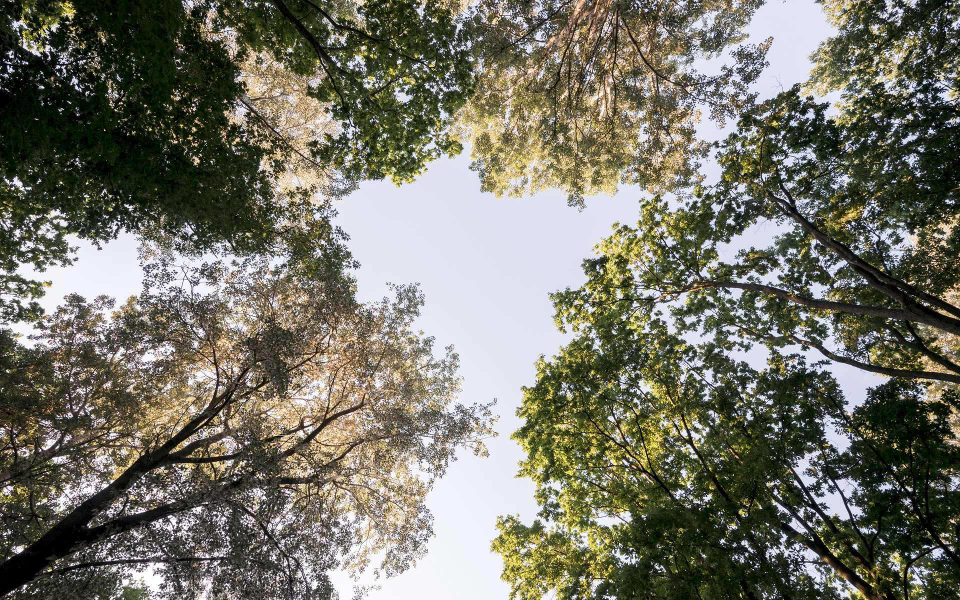 Un botaniste a compris comment faire pousser une forêt viable en 15 ans, et ça tient à un détail contre-intuitif