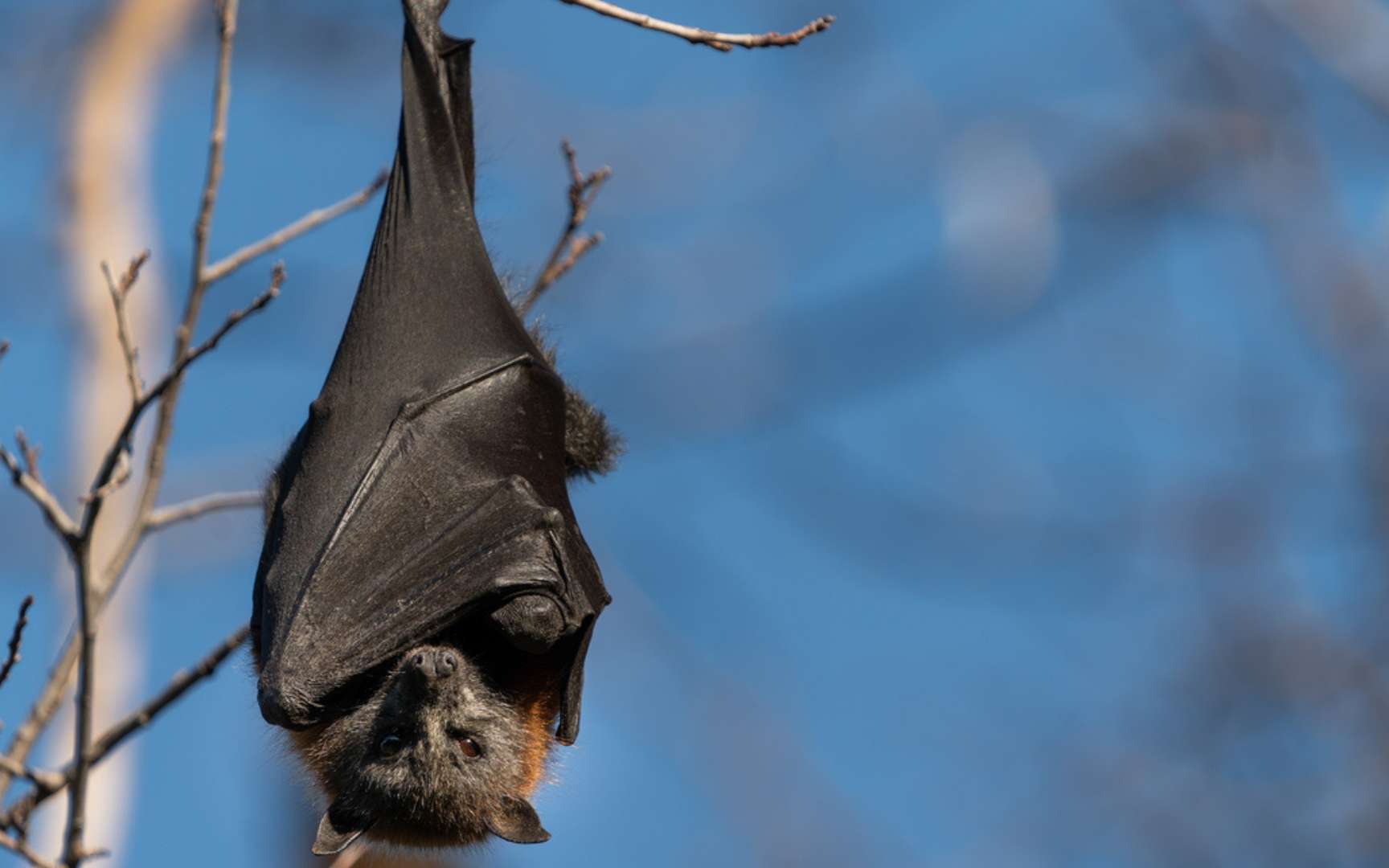 Cette capacité qu'on pensait réservée aux animaux existerait aussi chez l'humain, voici ce que cela change