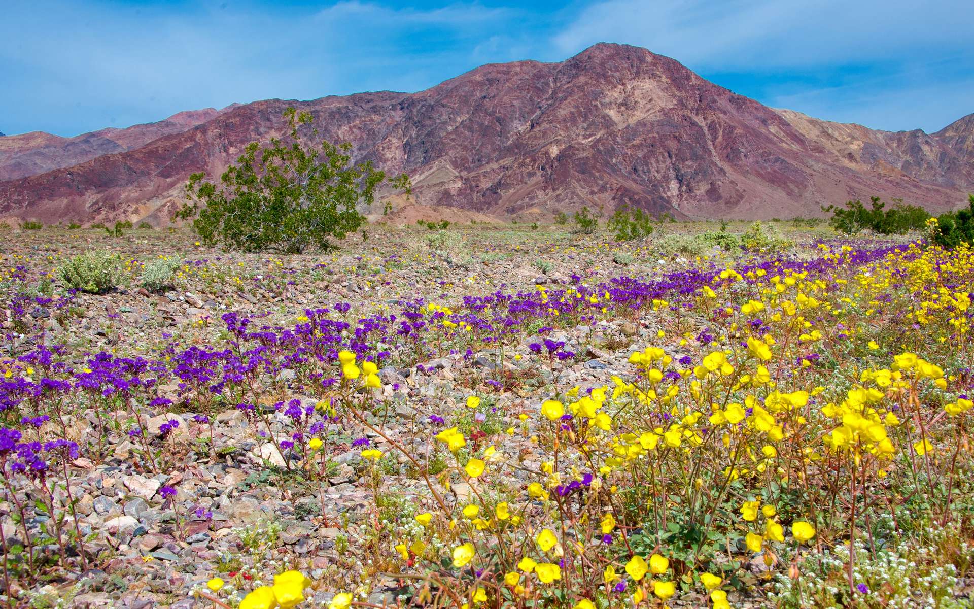 Dans la Vallée de la Mort, l’explosion de fleurs est spectaculaire et elle est encore loin d’avoir atteint son pic