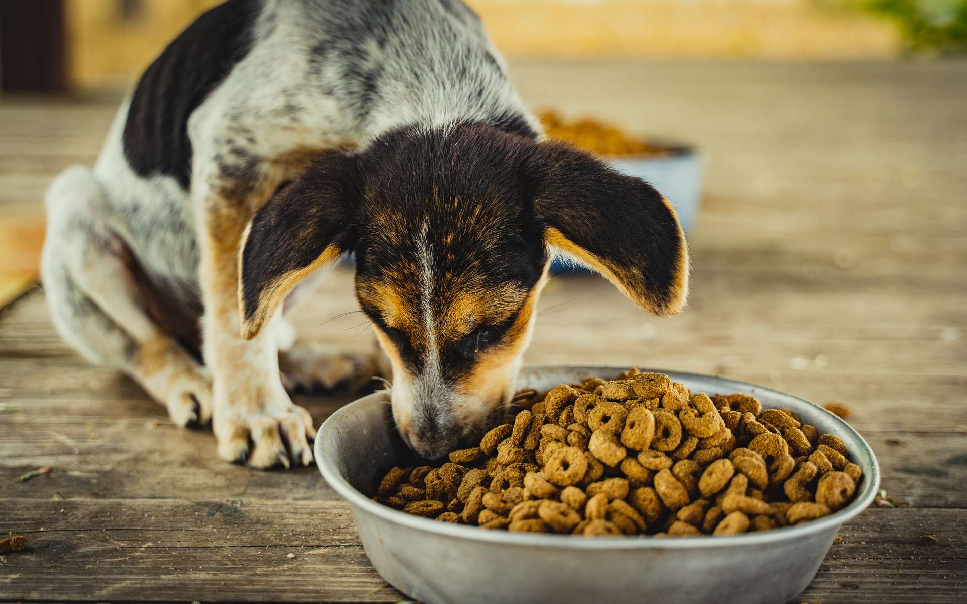 Les meilleurs distributeurs automatiques de croquettes pour chien en 2026