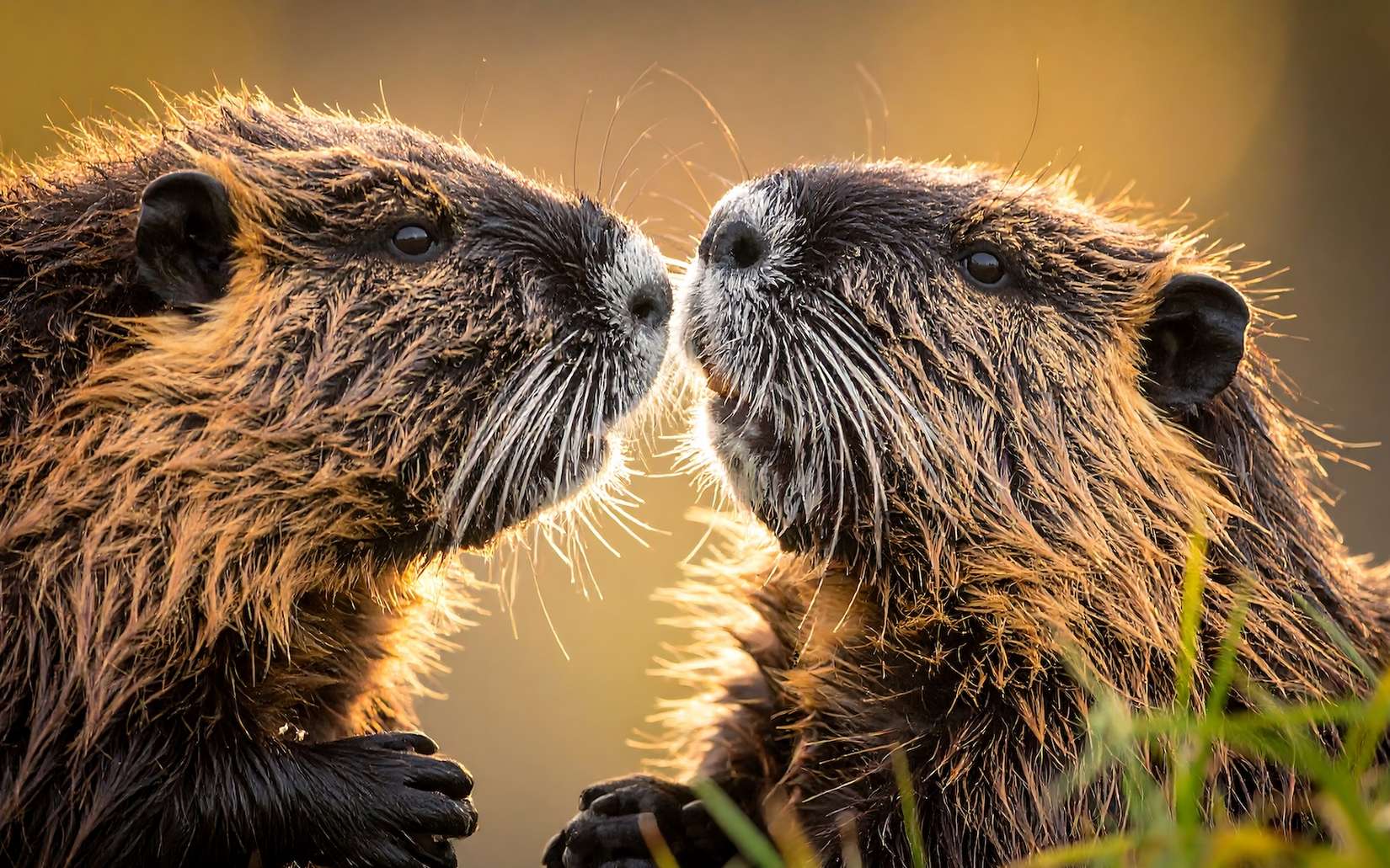 L’amour chez les animaux : des rituels de séduction plus incroyables que vous ne l’imaginez