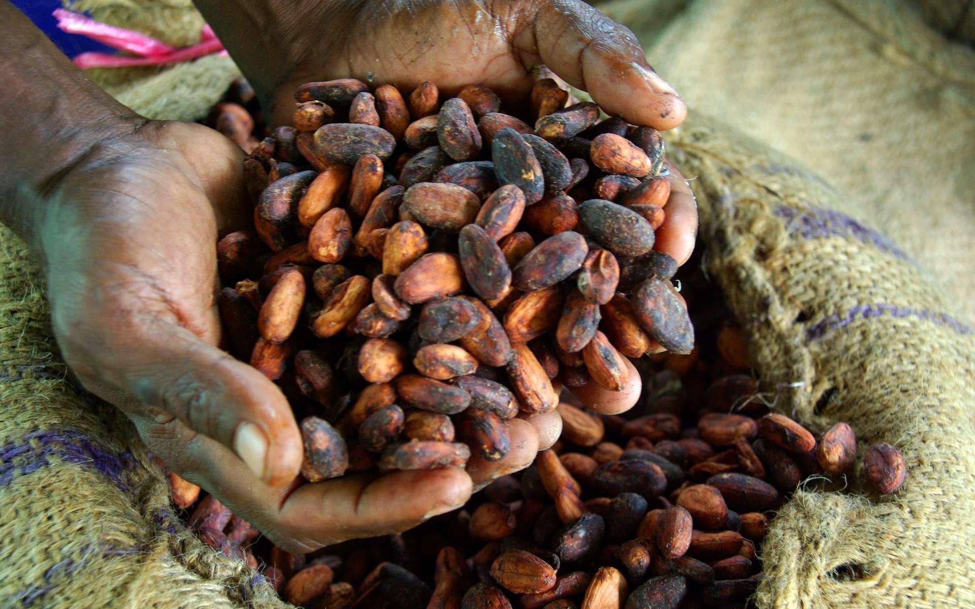 Campagne cacao 2026-2027 : la Côte d'Ivoire veut transformer davantage de fèves sur son territoire