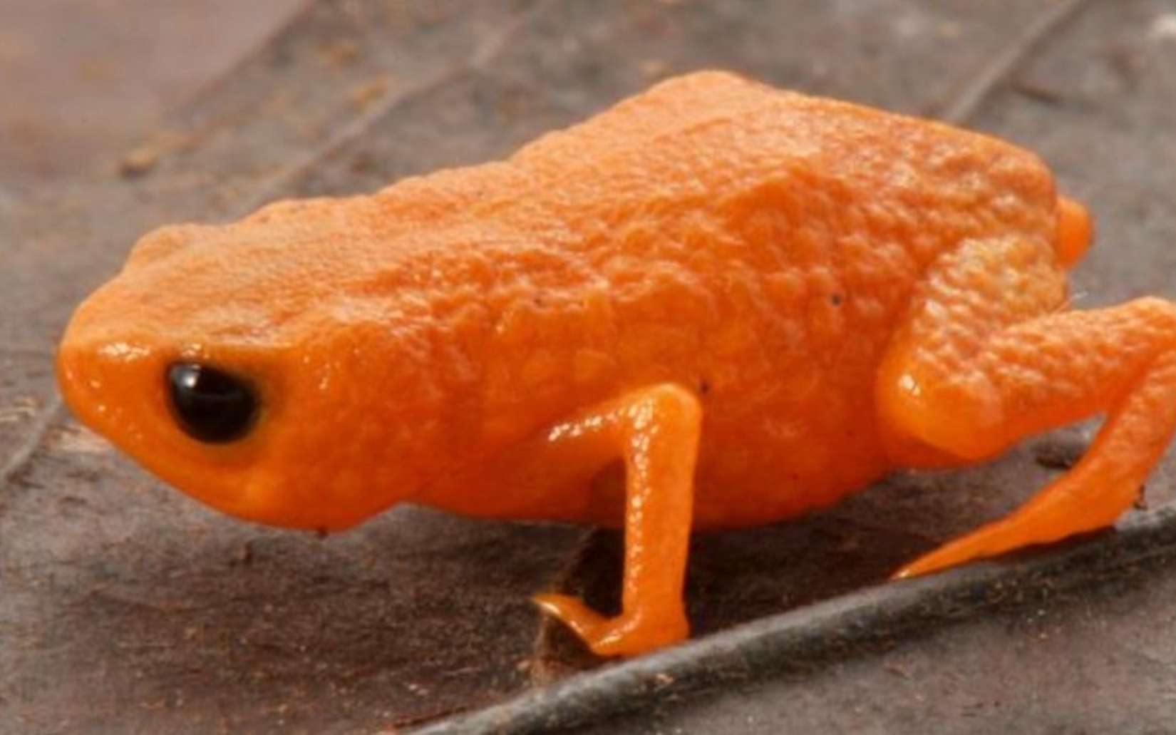 Un « crapaud-citrouille » inédit découvert dans les forêts brésiliennes