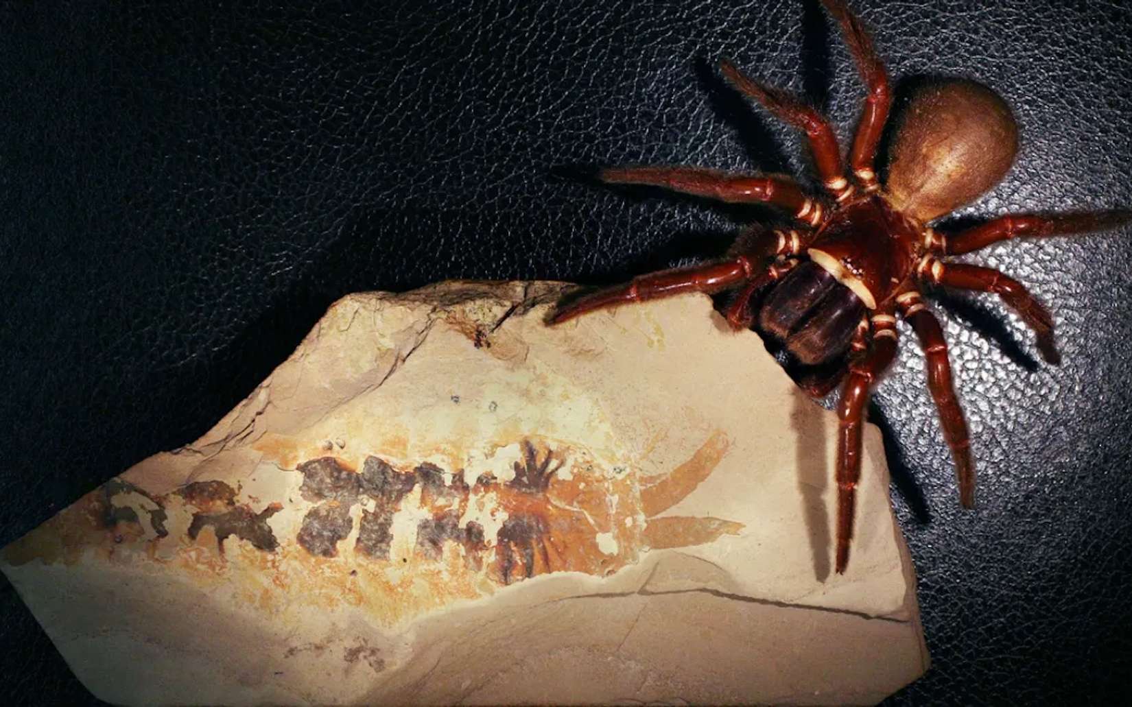 Étrangeté du vivant : cette griffe n'aurait jamais dû se trouver là, et pourtant elle révèle l'origine secrète des araignées