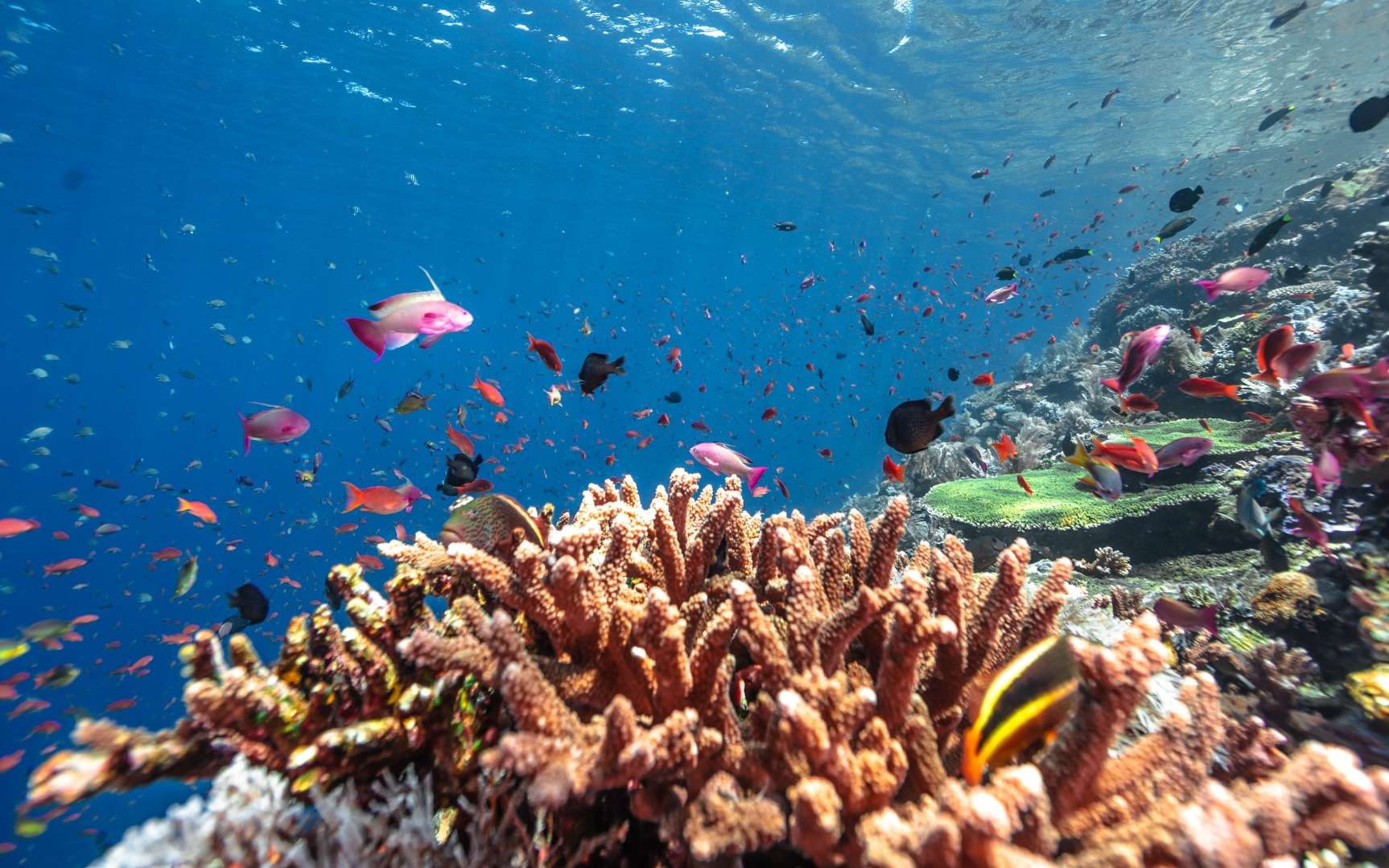 J'ai consacré 15 ans à sauver les coraux, voici pourquoi j'ai fini par remettre tout en question