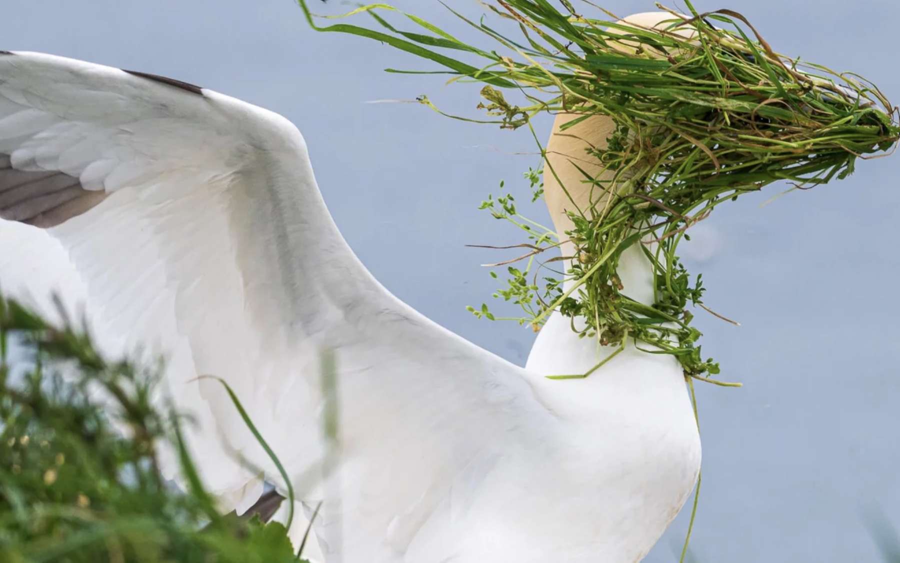 La photo de la semaine : comment cet oiseau a déclenché un fou rire... sans le vouloir