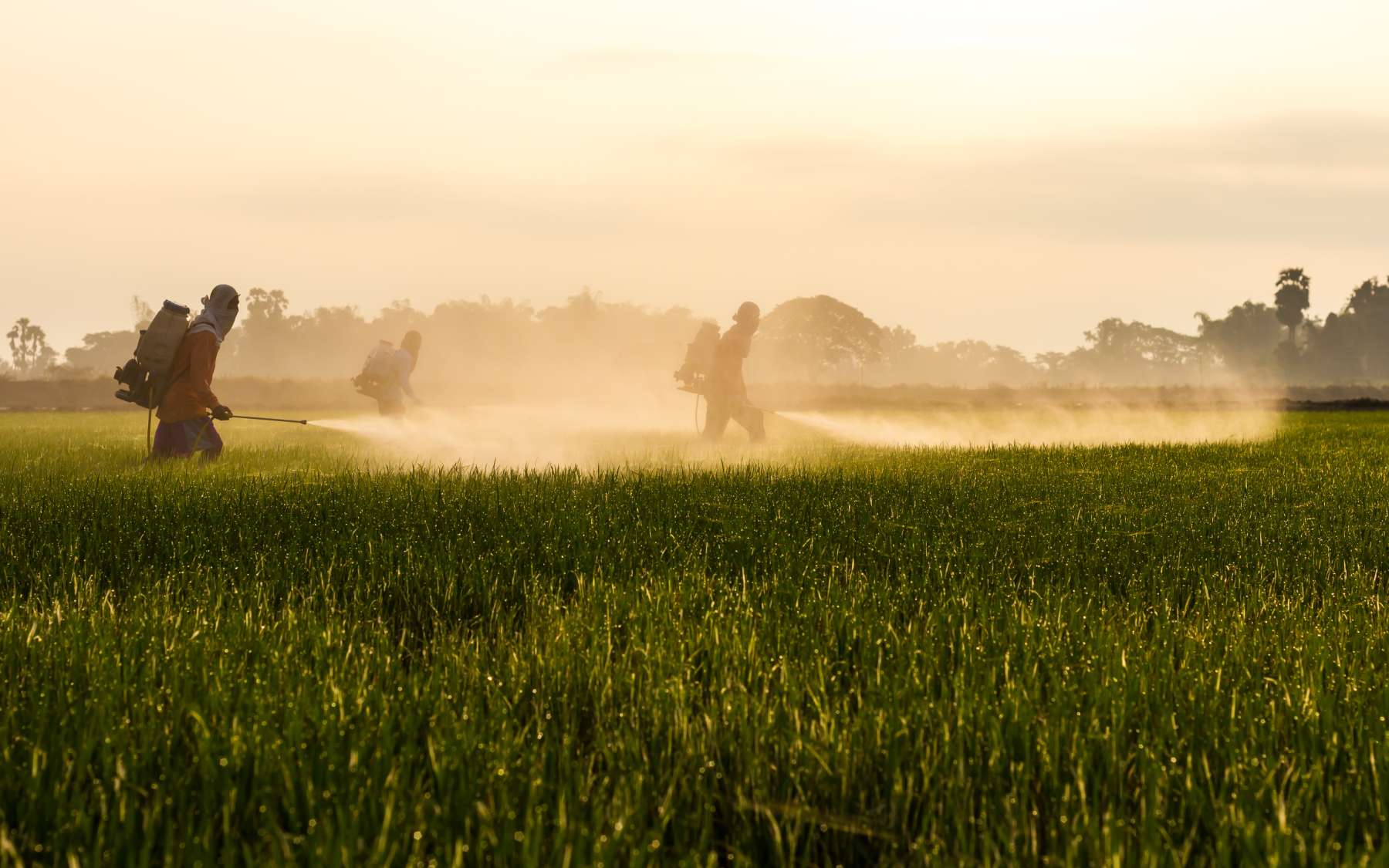 Cette grande étude confirme un effet cocktail des pesticides que les chercheurs redoutaient