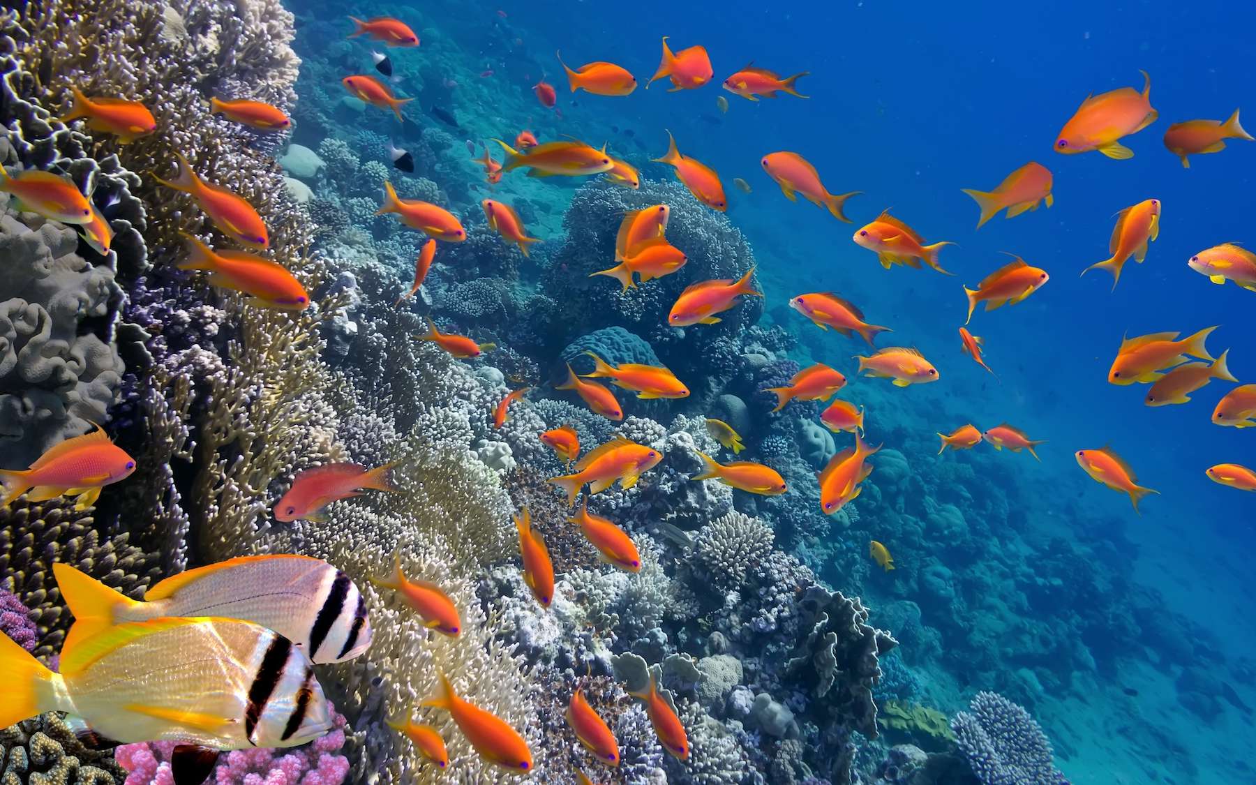 Après le décret de Trump, un coup de théâtre mondial : la Norvège stoppe brutalement l'exploitation des fonds marins