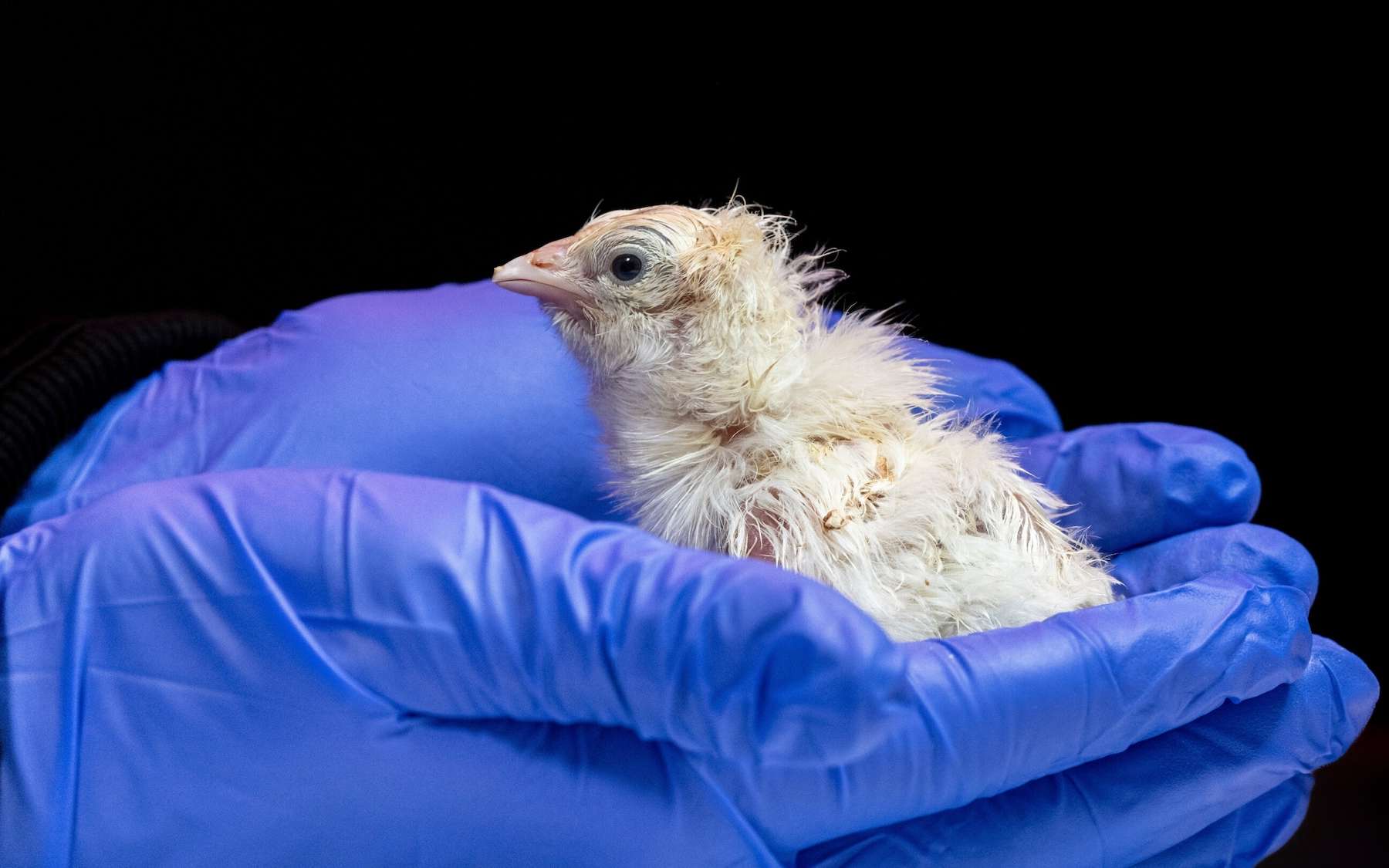 26 poussins nés dans des oeufs artificiels : cette entreprise vient de franchir une étape vers une forme de Jurassic Park