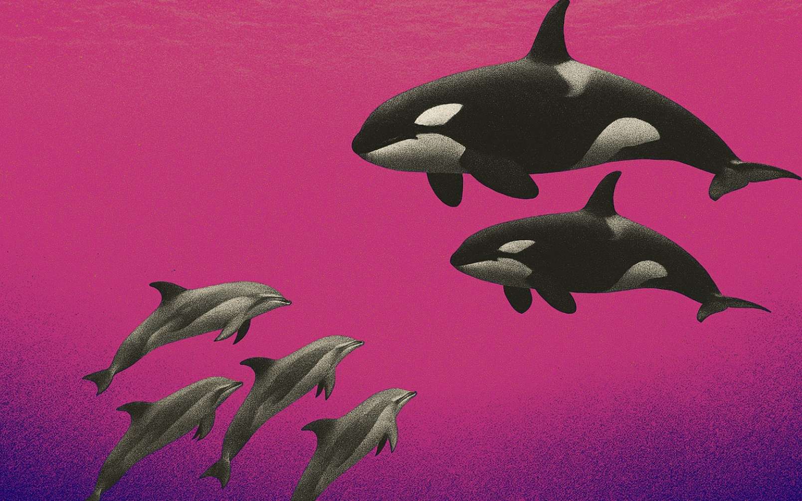 Des chercheurs ont assisté à une coopération de chasse jamais documentée entre orques et dauphins !