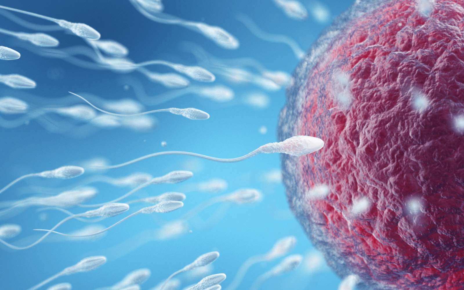 Fécondation : les spermatozoïdes possèdent un « interrupteur thermique » qui déclenche le sprint final