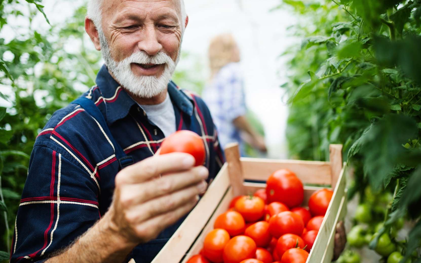 Les conseils des jardiniers pros : voici comment obtenir de belles tomates avec moins d'eau, même quand il fait chaud