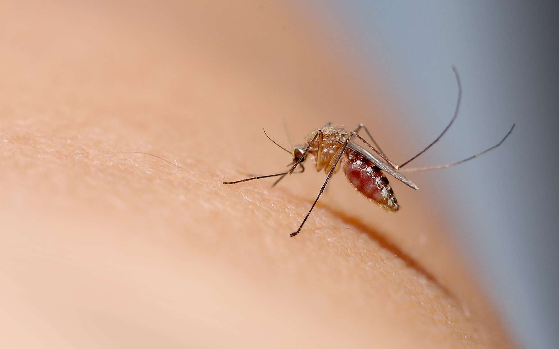 Il s’est enfermé avec 100 moustiques pour la science… et ce qu’ils ont découvert change la traque