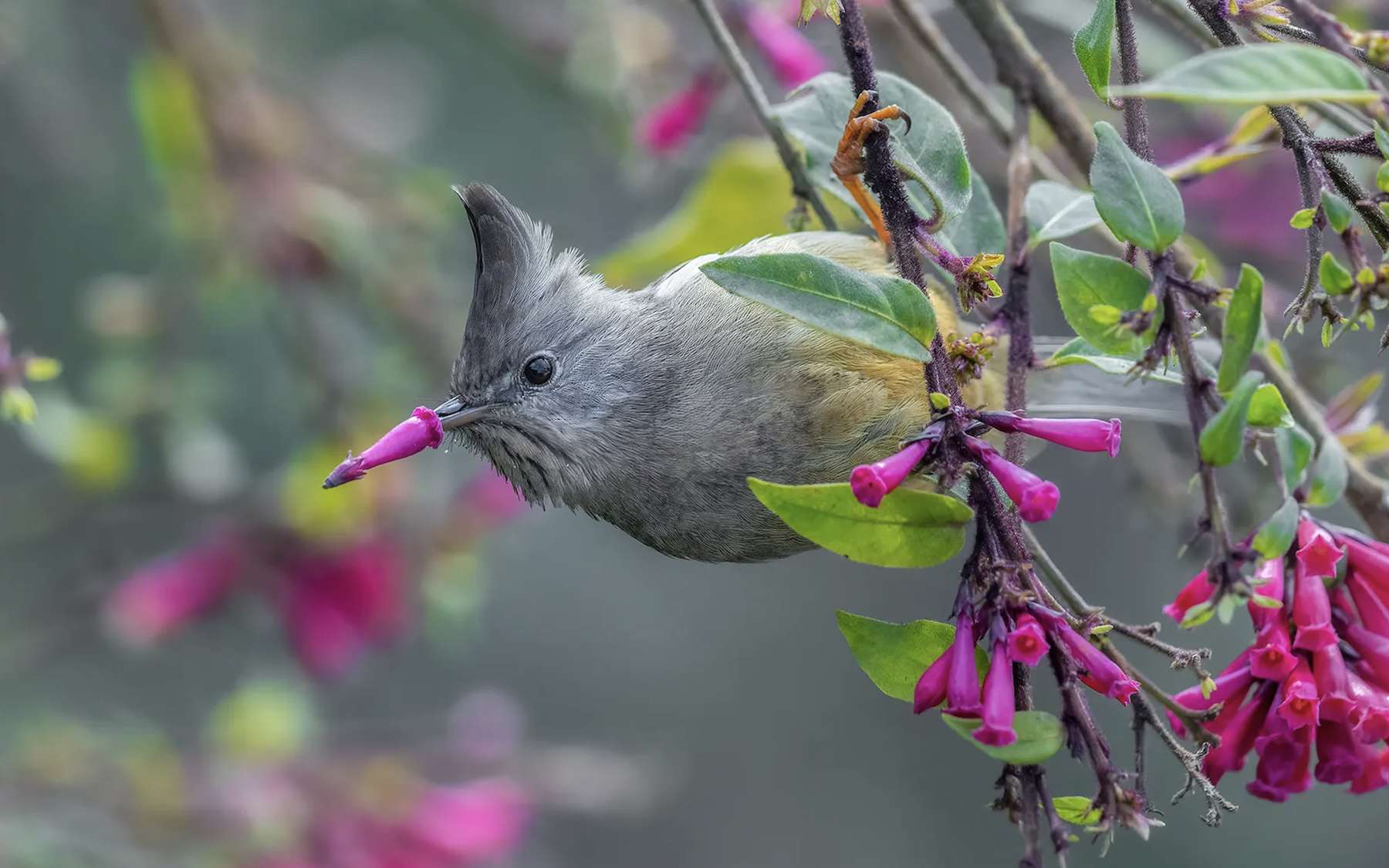 Ces images inédites d'animaux sont peut-être les plus drôles que vous verrez aujourd'hui