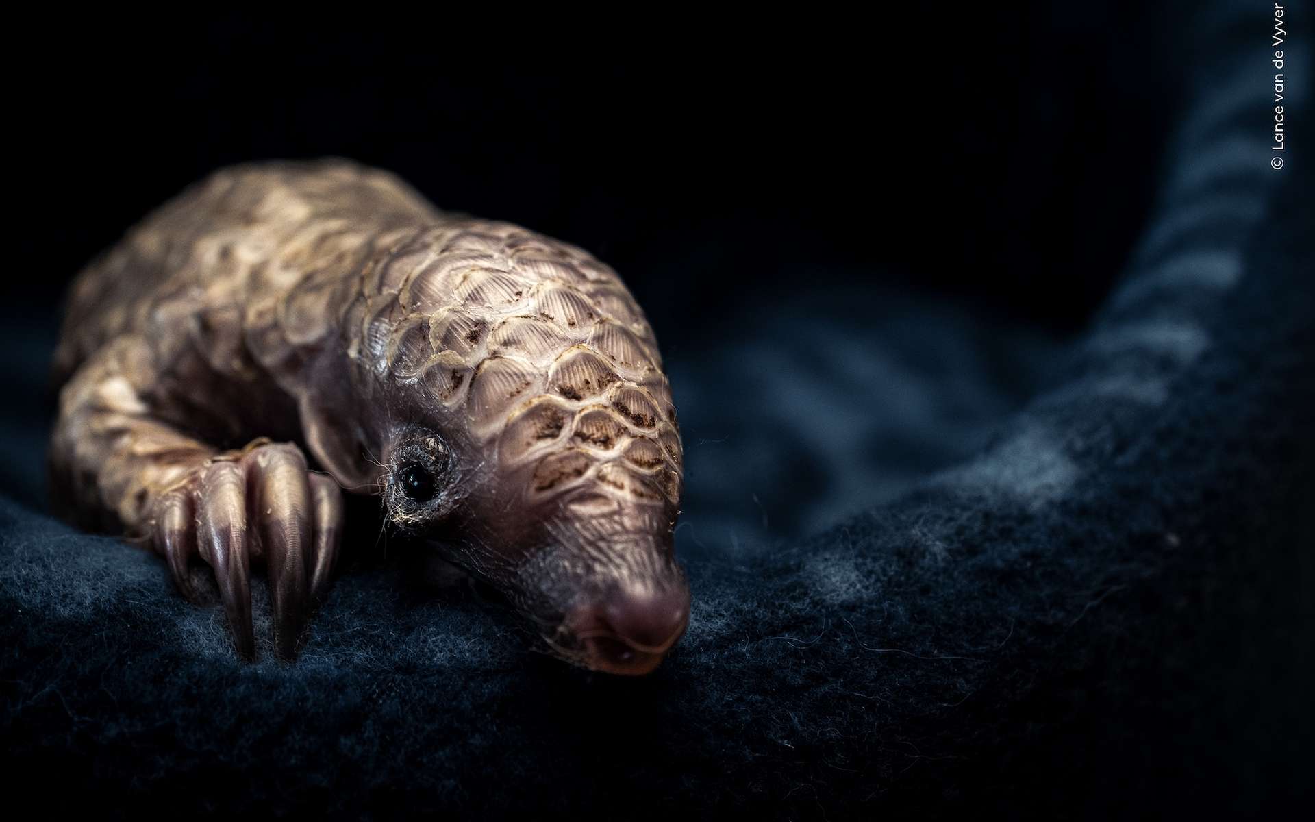 Photo de la semaine : quand une image suffit à raconter tout un drame écologique