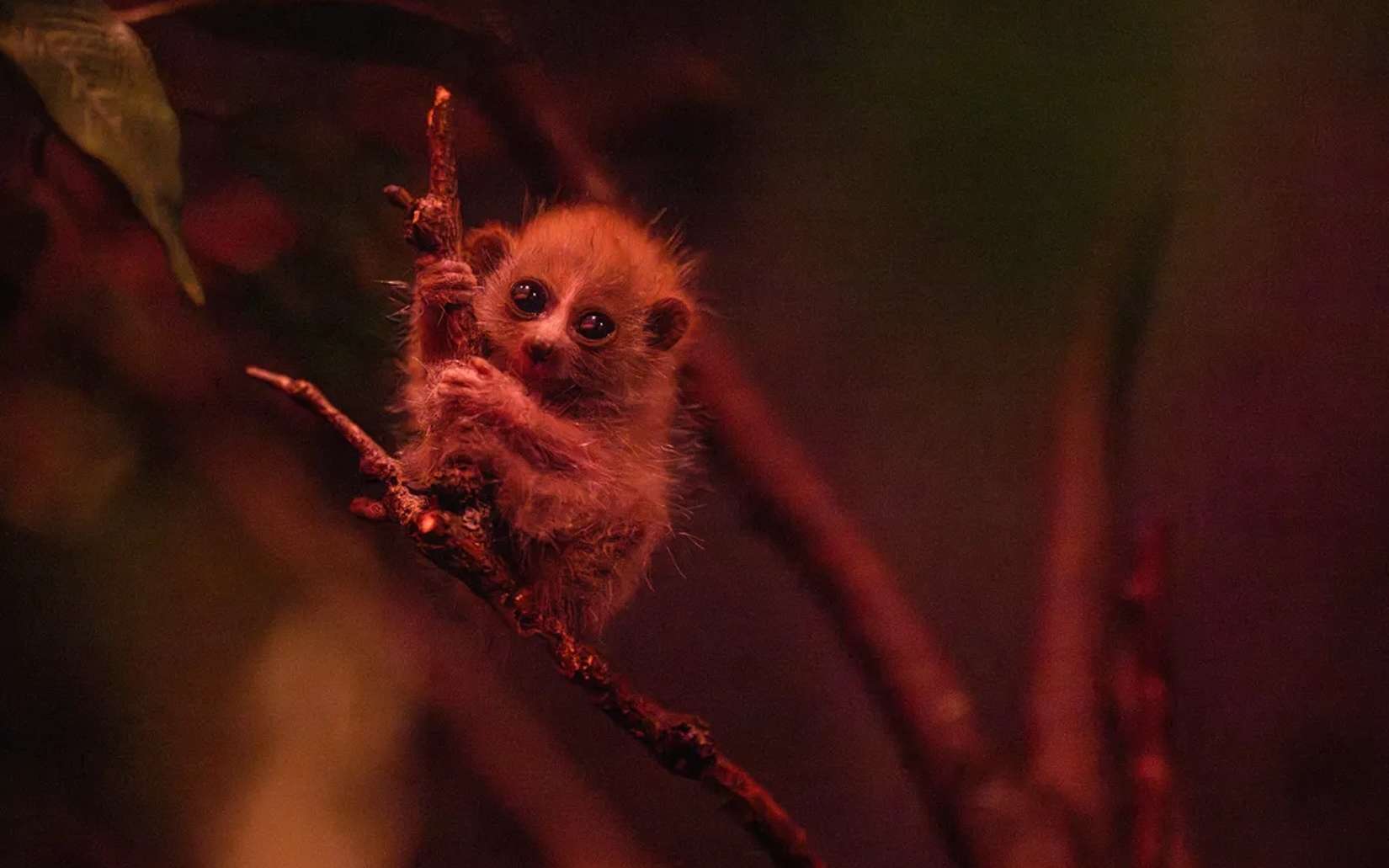 Il est minuscule, adorable… et venimeux : un bébé loris pygmée vient de naître au zoo du Bronx