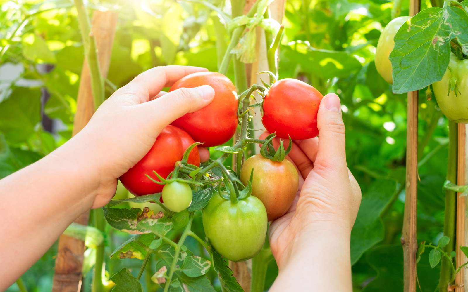 Tomates en pleine chaleur : les gestes de pro qui peuvent sauver votre récolte