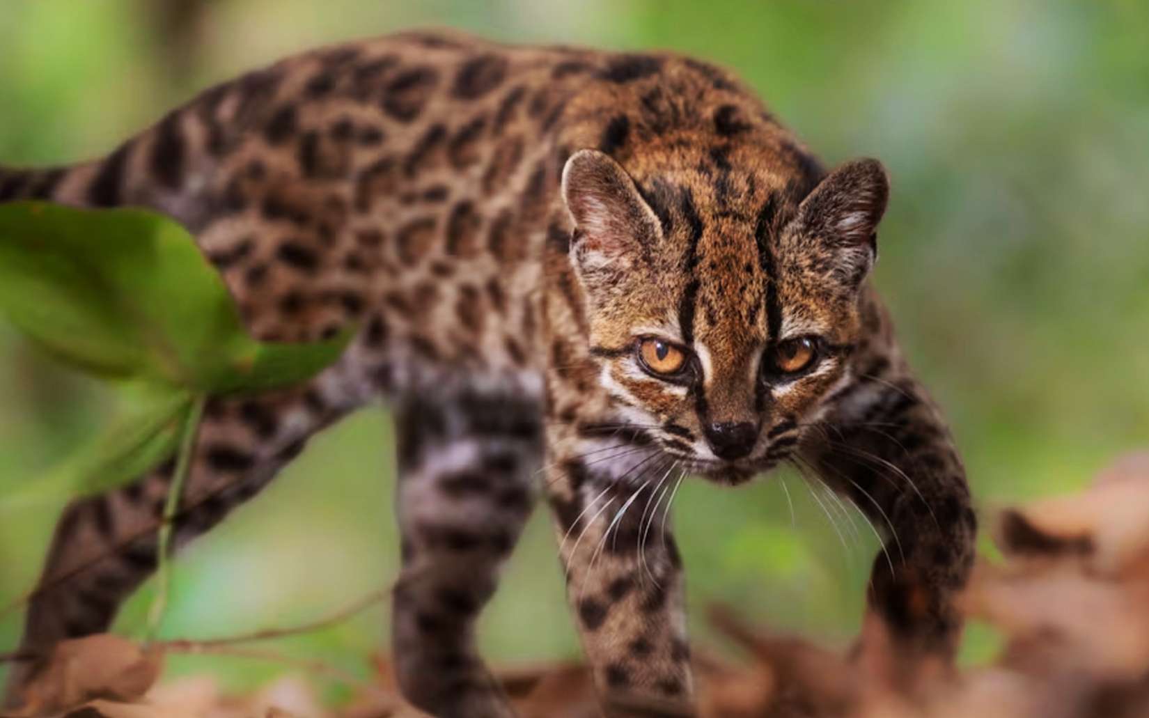 Une nouvelle espèce de chat sauvage découverte en Bolivie, une première depuis plus de 100 ans !
