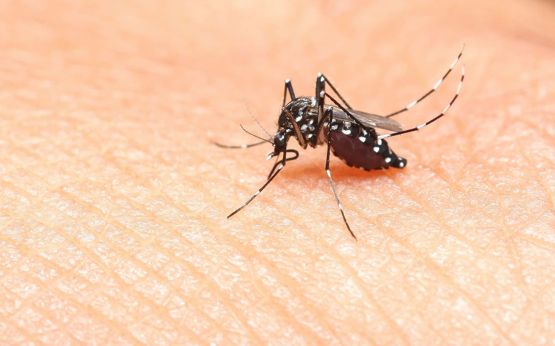 Le chikungunya pourrait se propager en Europe : le scénario épidémique qui inquiète les chercheurs