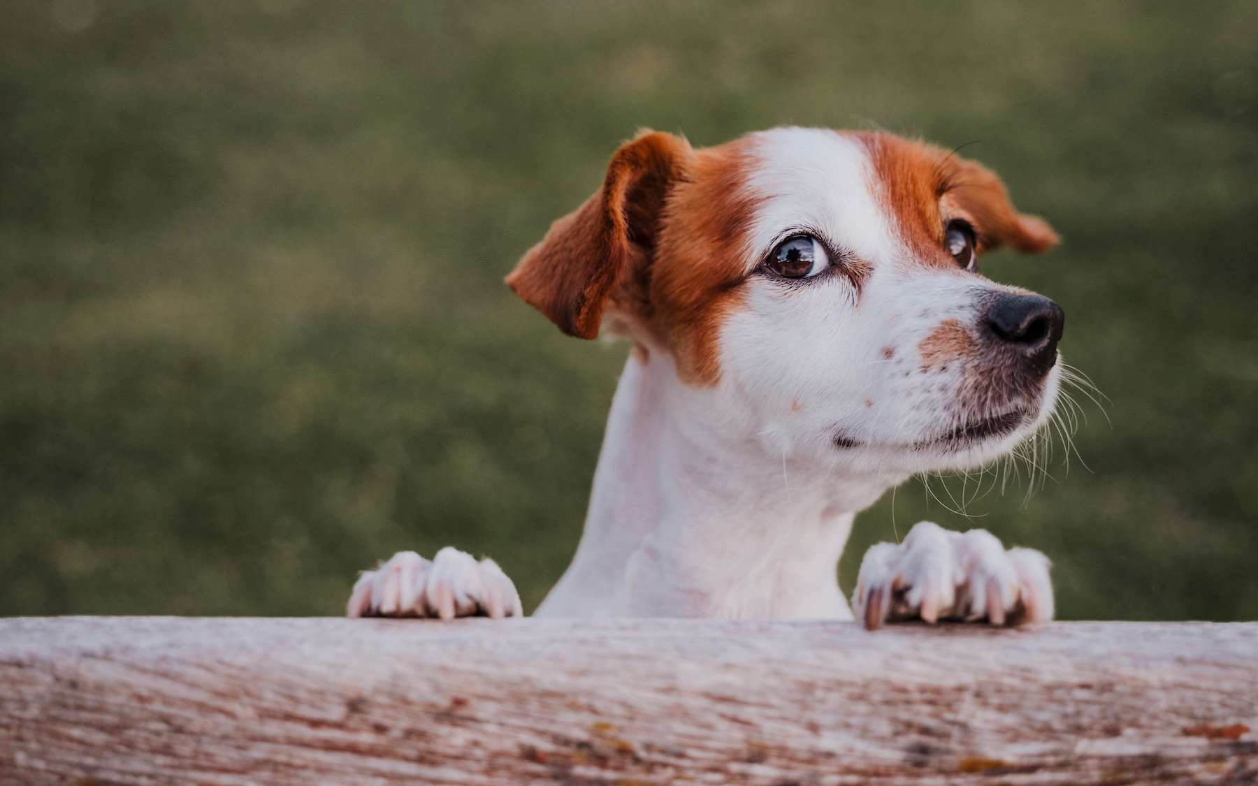En parlant à votre chien, vous modifiez la façon dont son cerveau entend vos mots